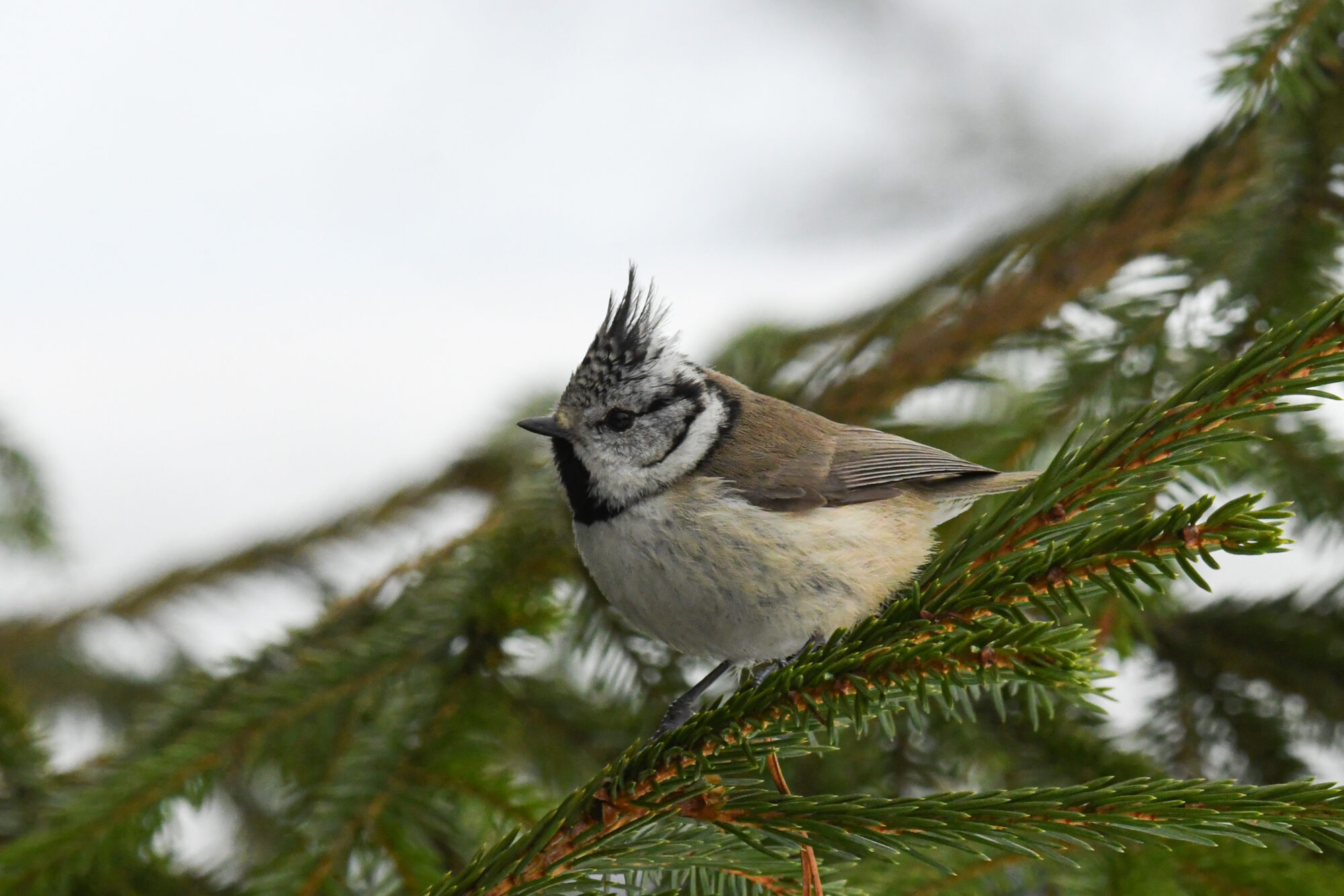 Valokuvaaja: Maija Savolainen