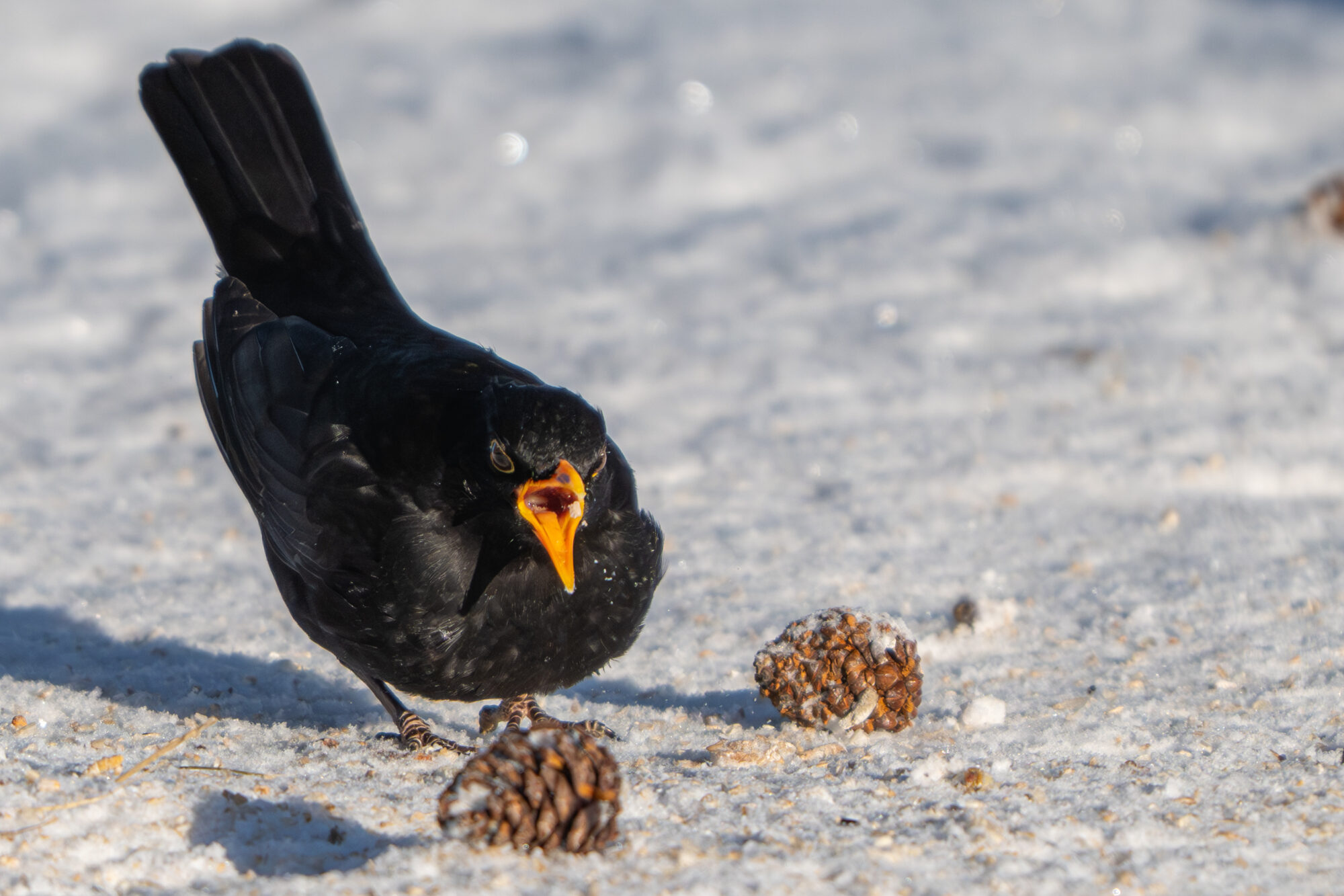 Valokuvaaja: Markku Saarinen