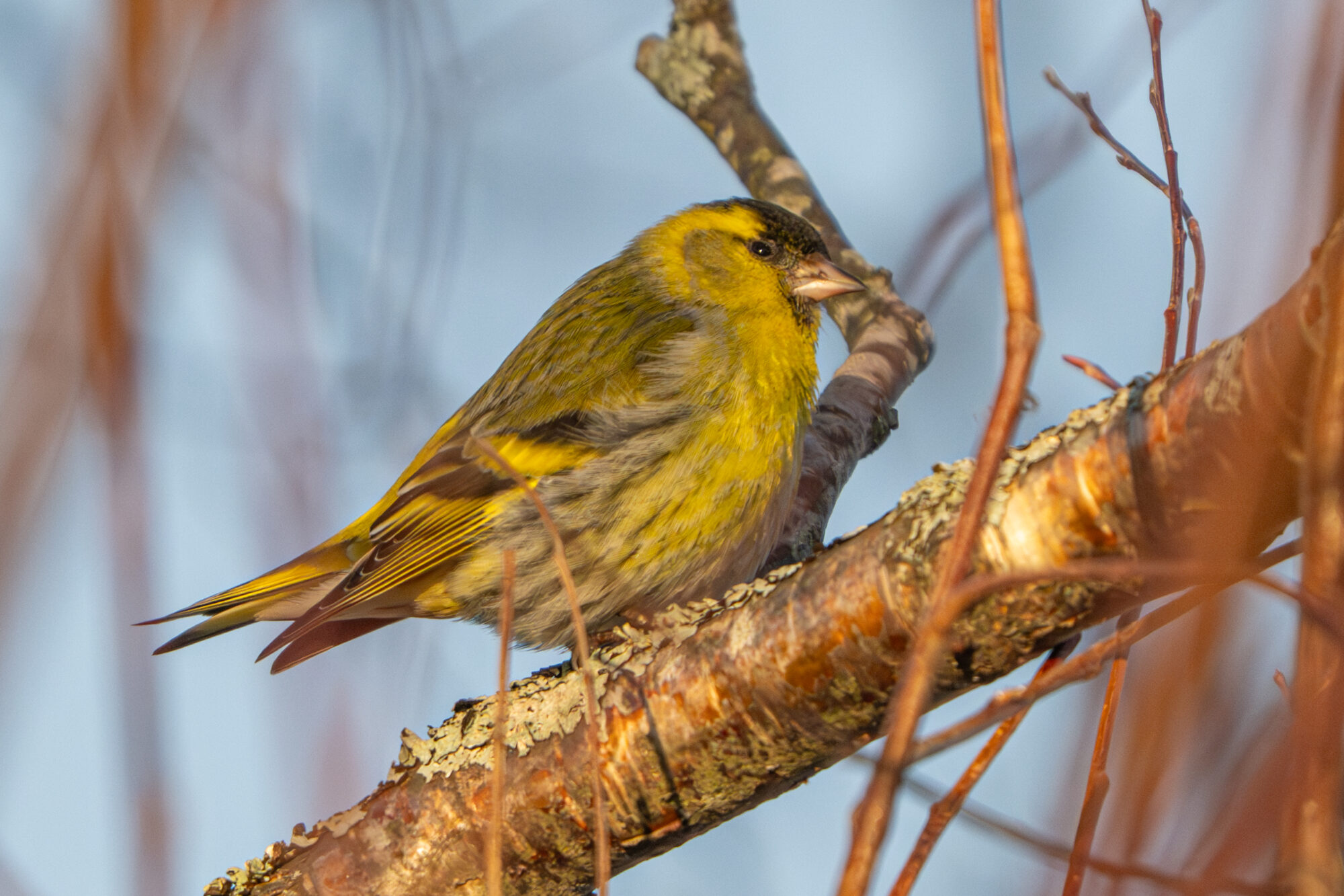 Valokuvaaja: Markku Saarinen