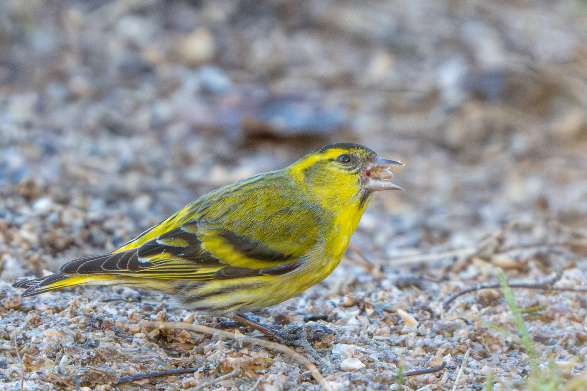 Valokuvaaja: Markku Saarinen