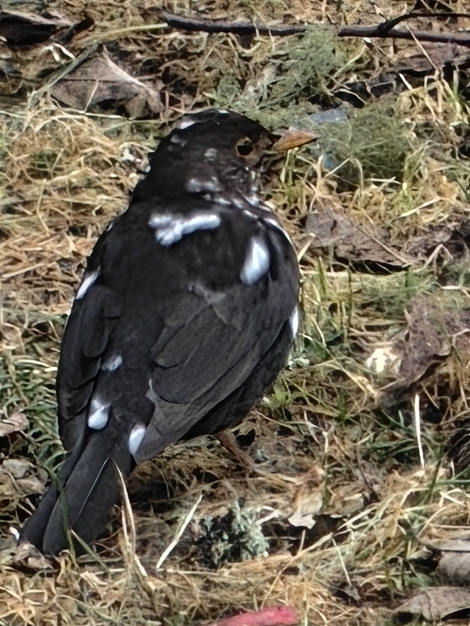 Valokuvaaja: Eija Partanen