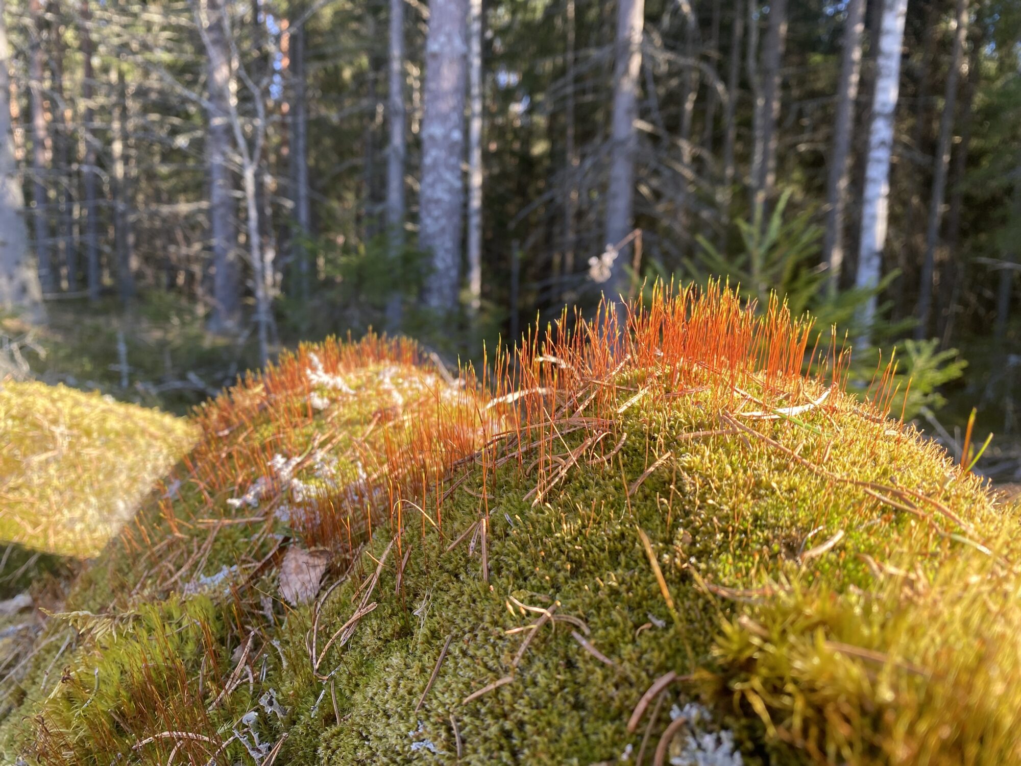 Valokuvaaja: Markku Rantaeilola