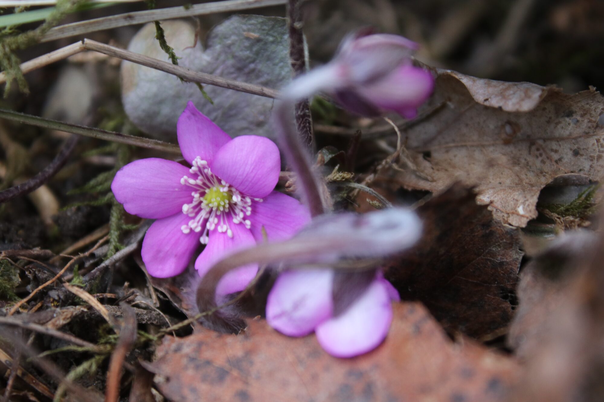 Valokuvaaja: Anita Airaskorpi
