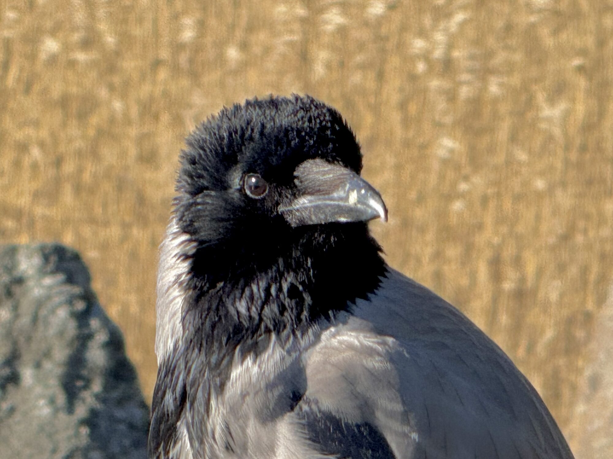 Valokuvaaja: Juhani Peltonen