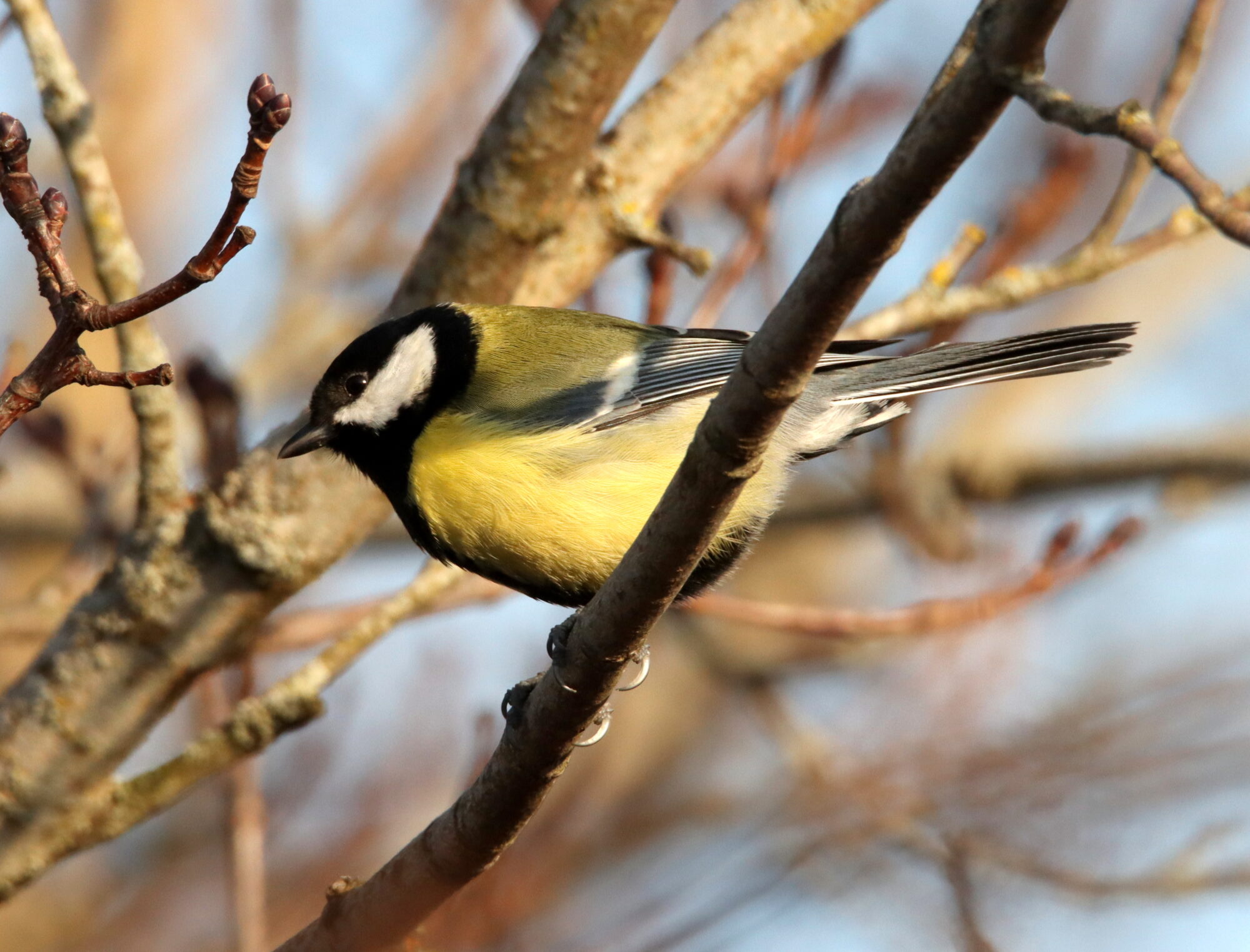 Valokuvaaja: Irja Lehtinen