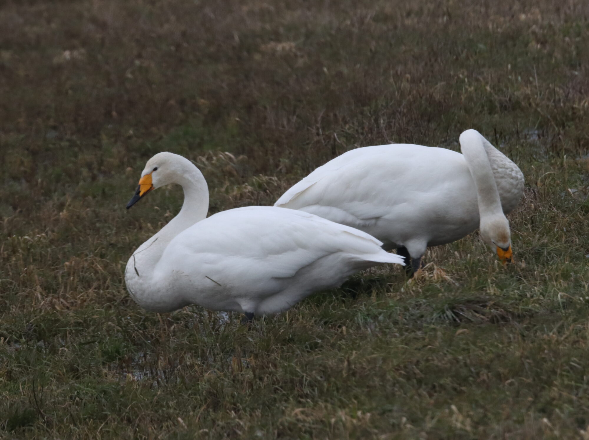 Valokuvaaja: Irja Lehtinen