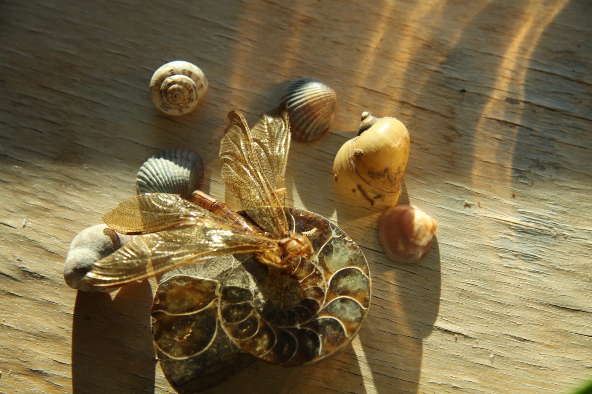 Valokuvaaja: Pirkko Siukonen