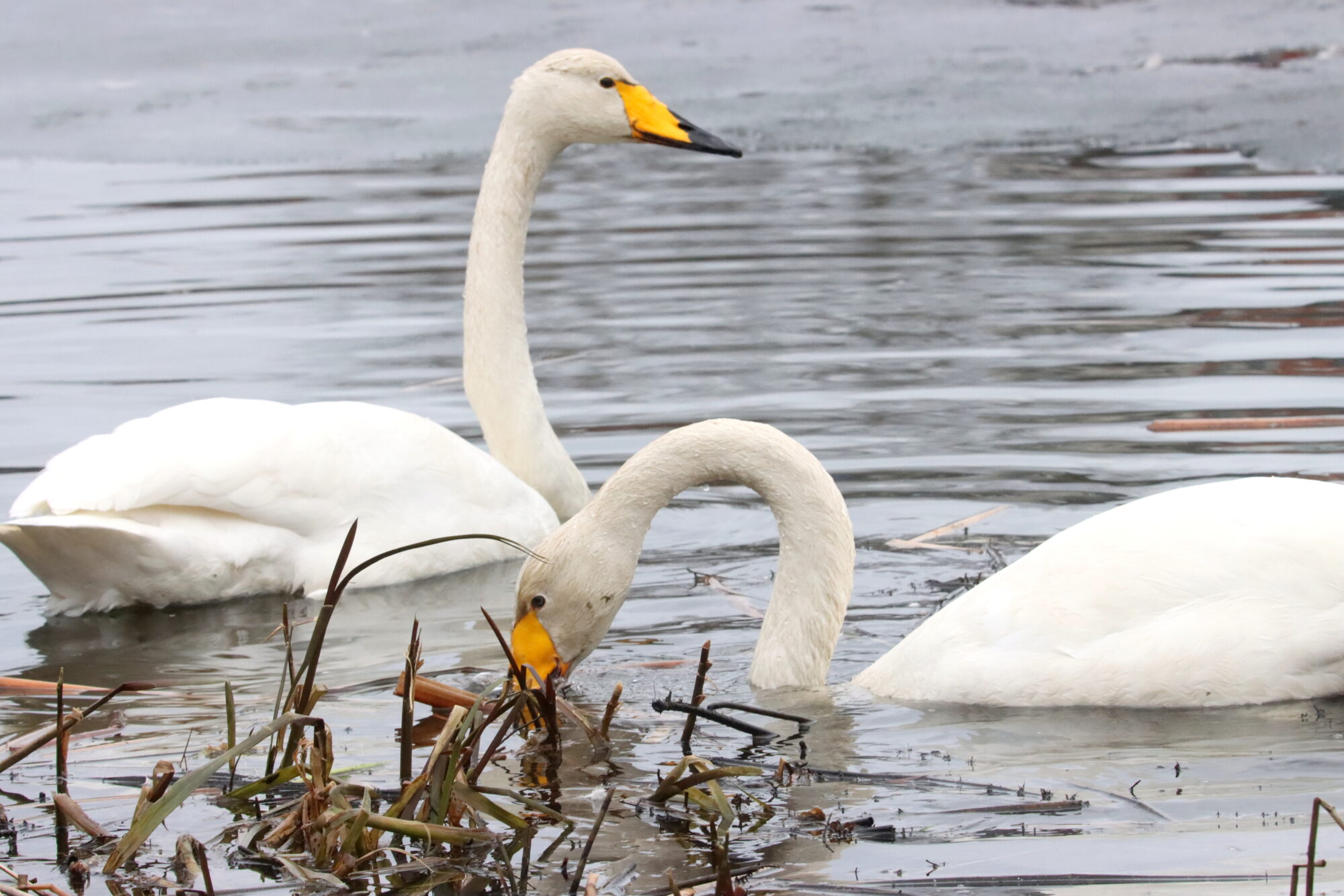 Valokuvaaja: Irja Lehtinen
