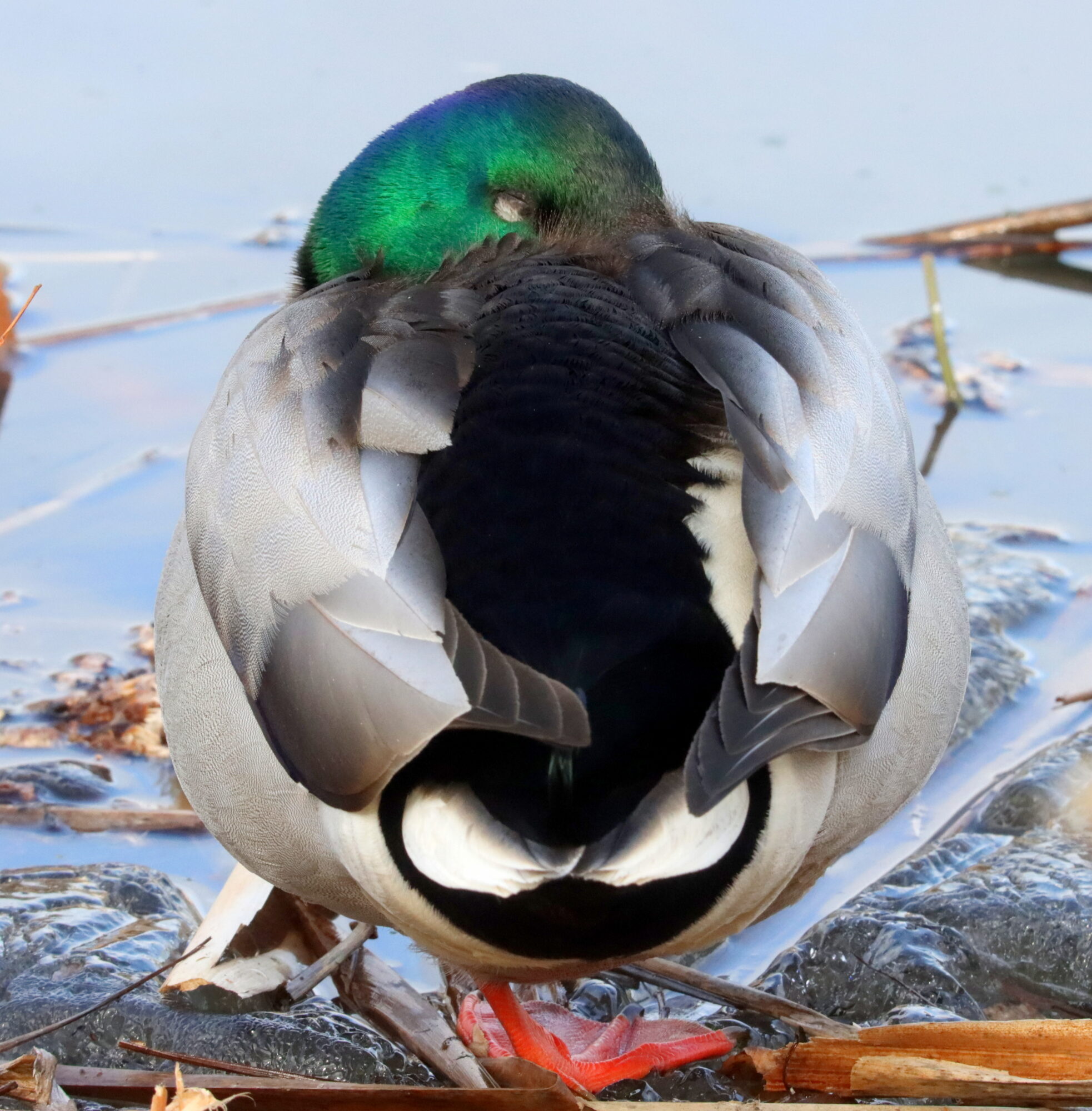 Valokuvaaja: Irja Lehtinen