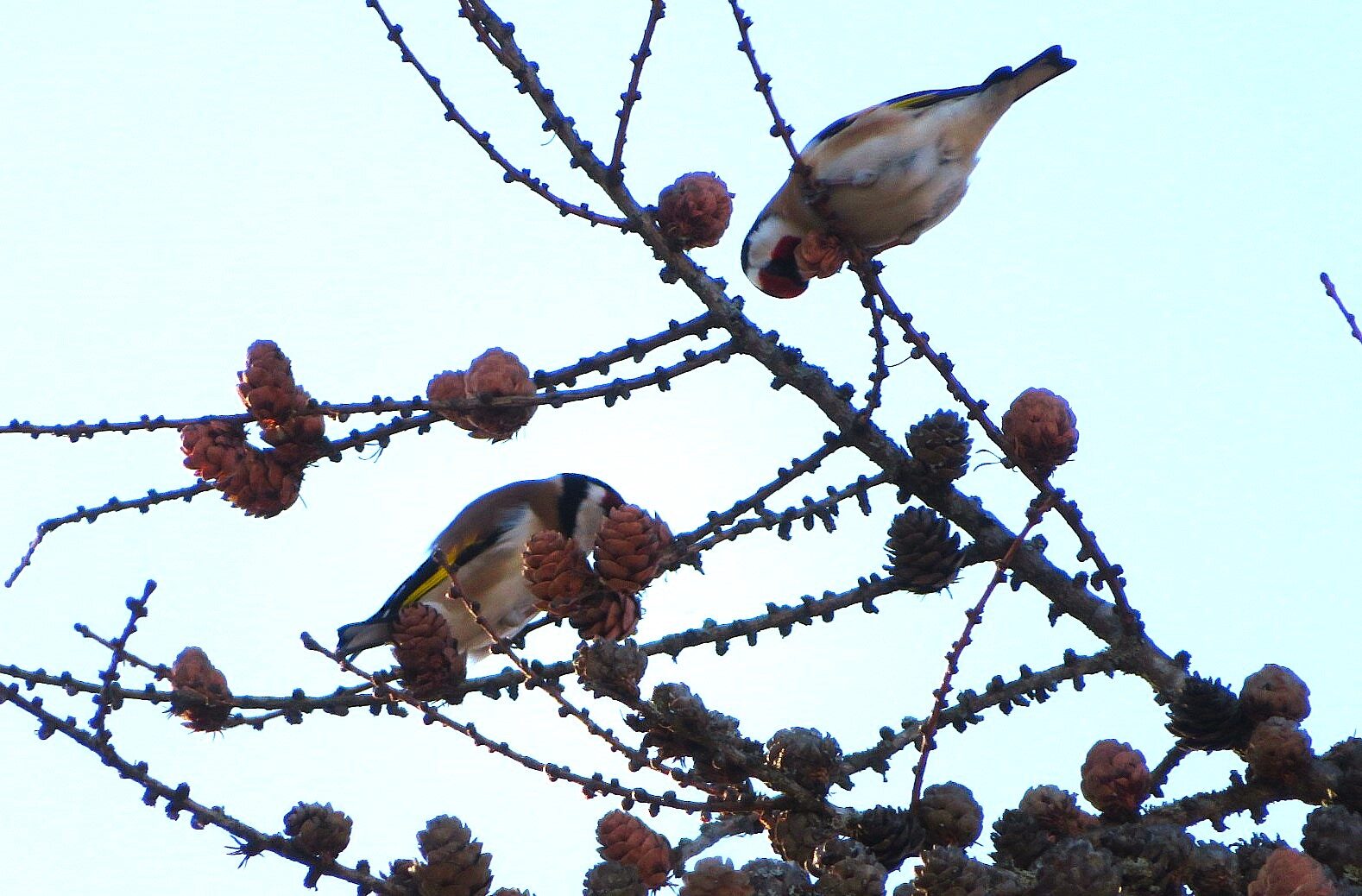 Valokuvaaja: Risto Kangassalo