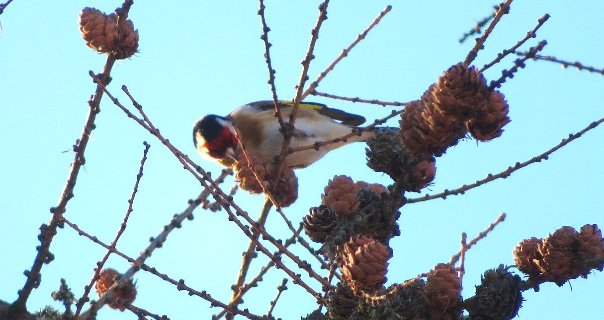 Valokuvaaja: Risto Kangassalo