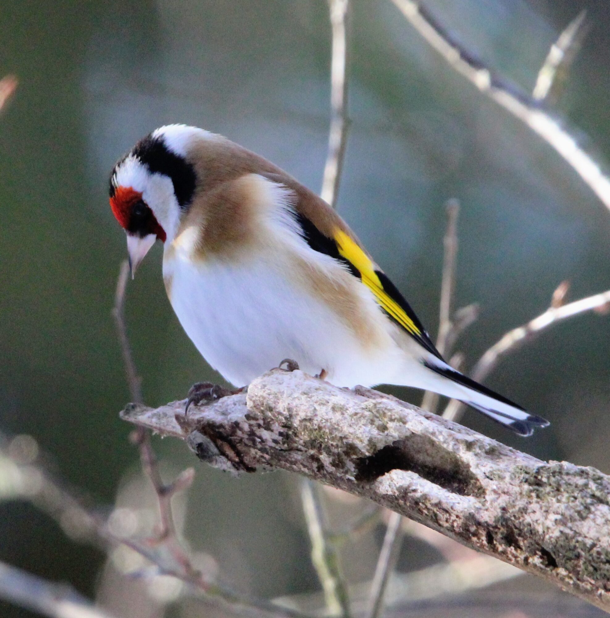 Valokuvaaja: Anu Lapinlampi