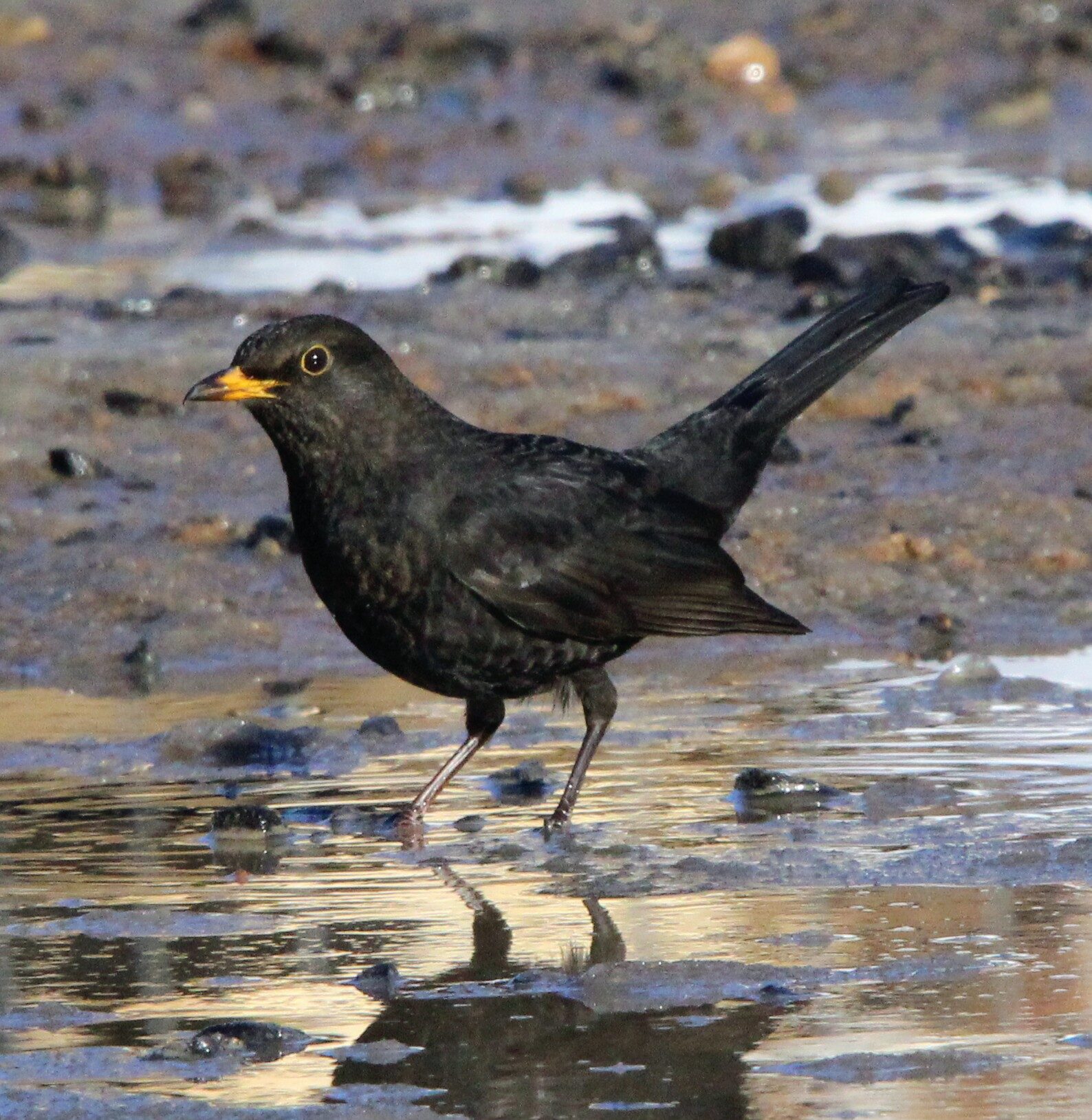 Valokuvaaja: Anu Lapinlampi