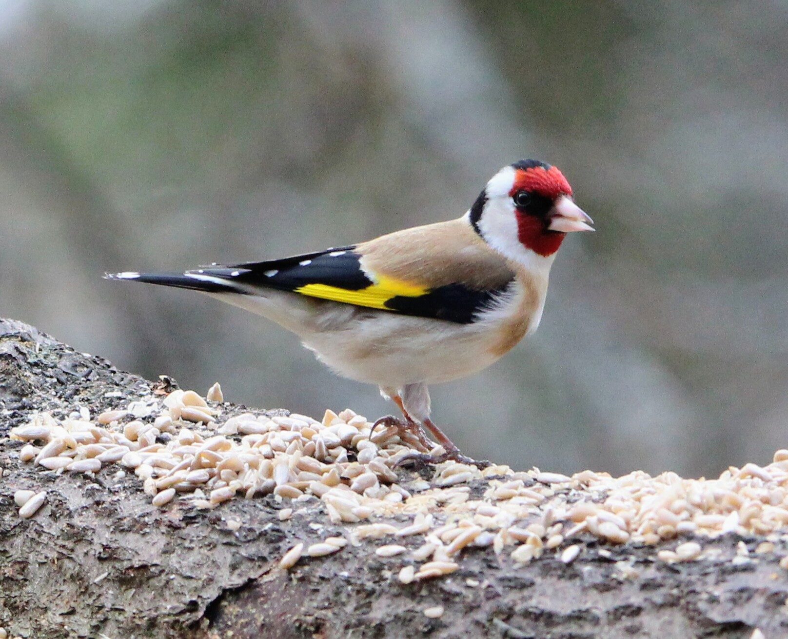 Valokuvaaja: Anu Lapinlampi