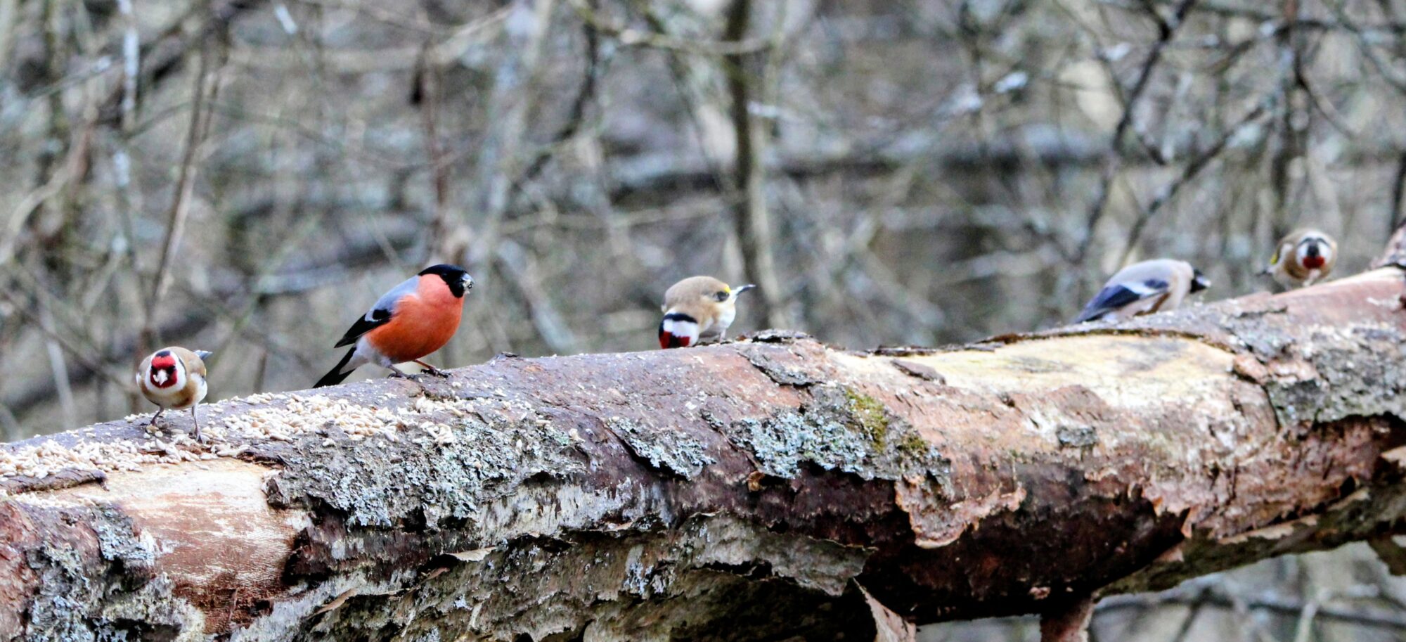 Valokuvaaja: Anu Lapinlampi