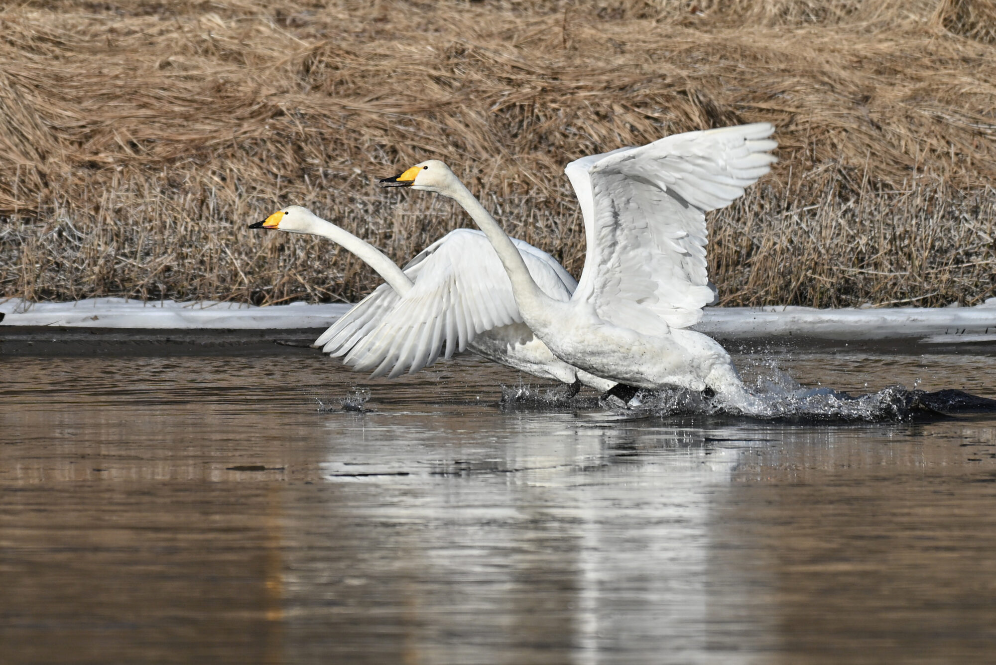 Valokuvaaja: Päivi Kiiskinen-Mustonen