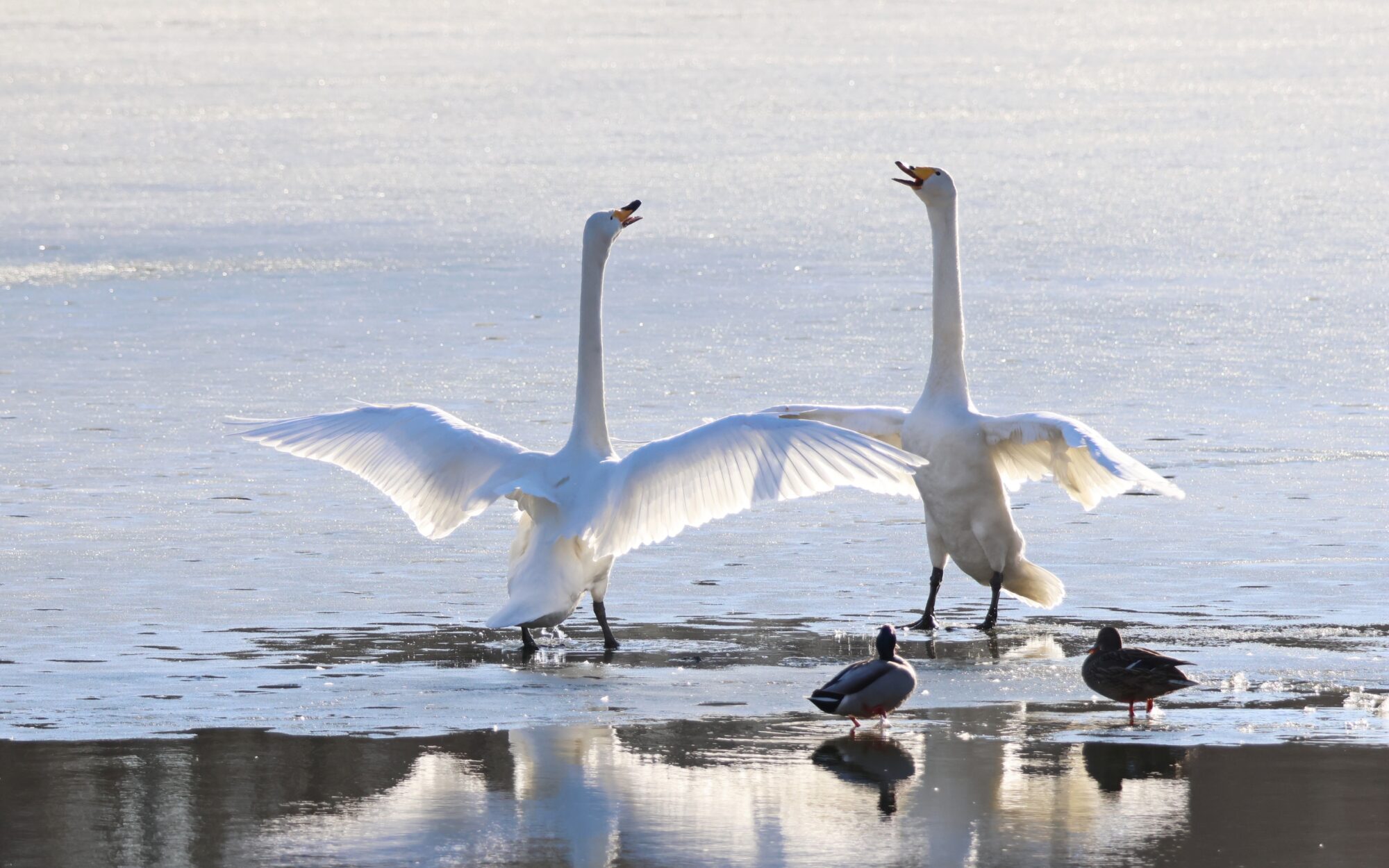 Valokuvaaja: Noora Miettien