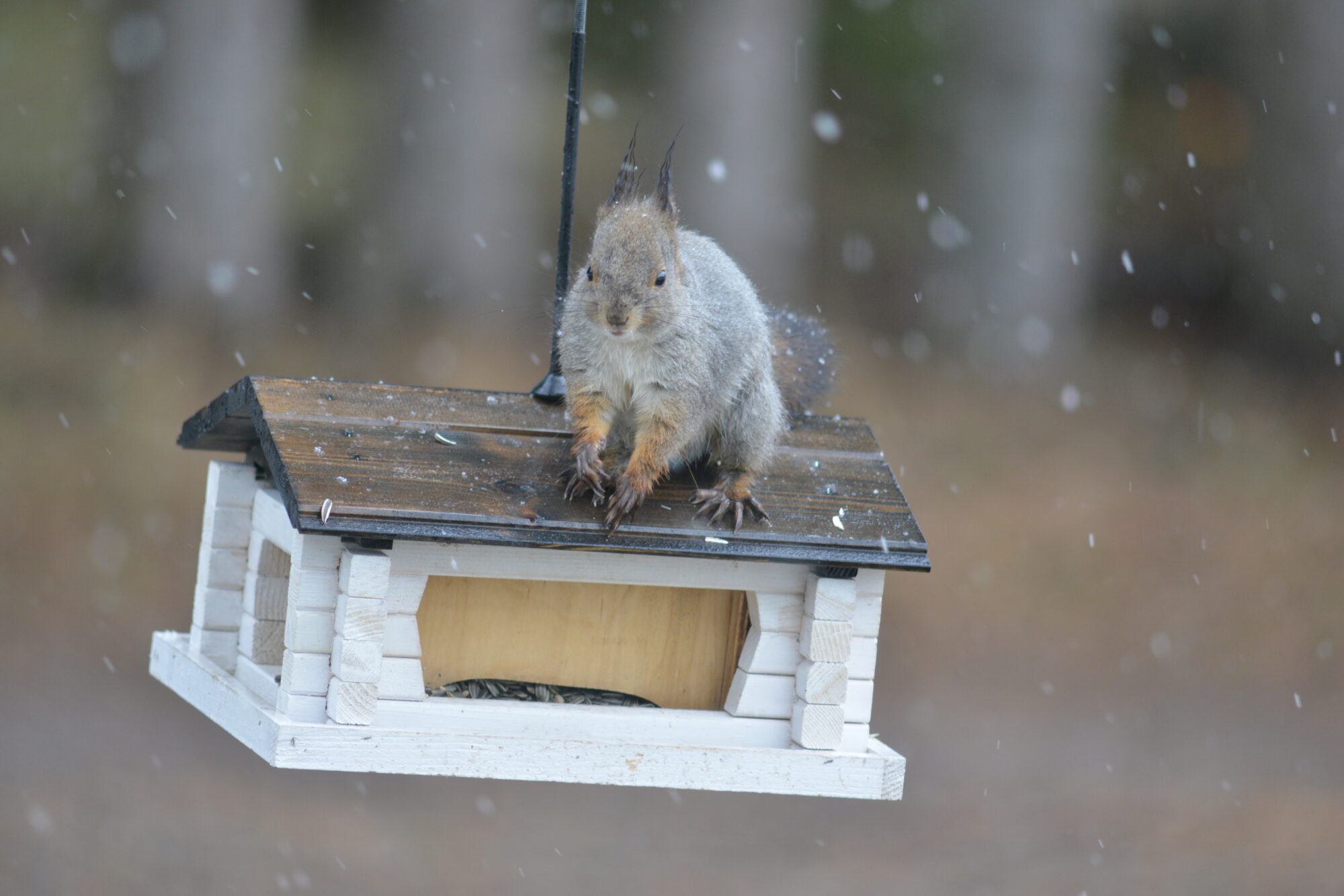 Valokuvaaja: Kaarlo Asikainen