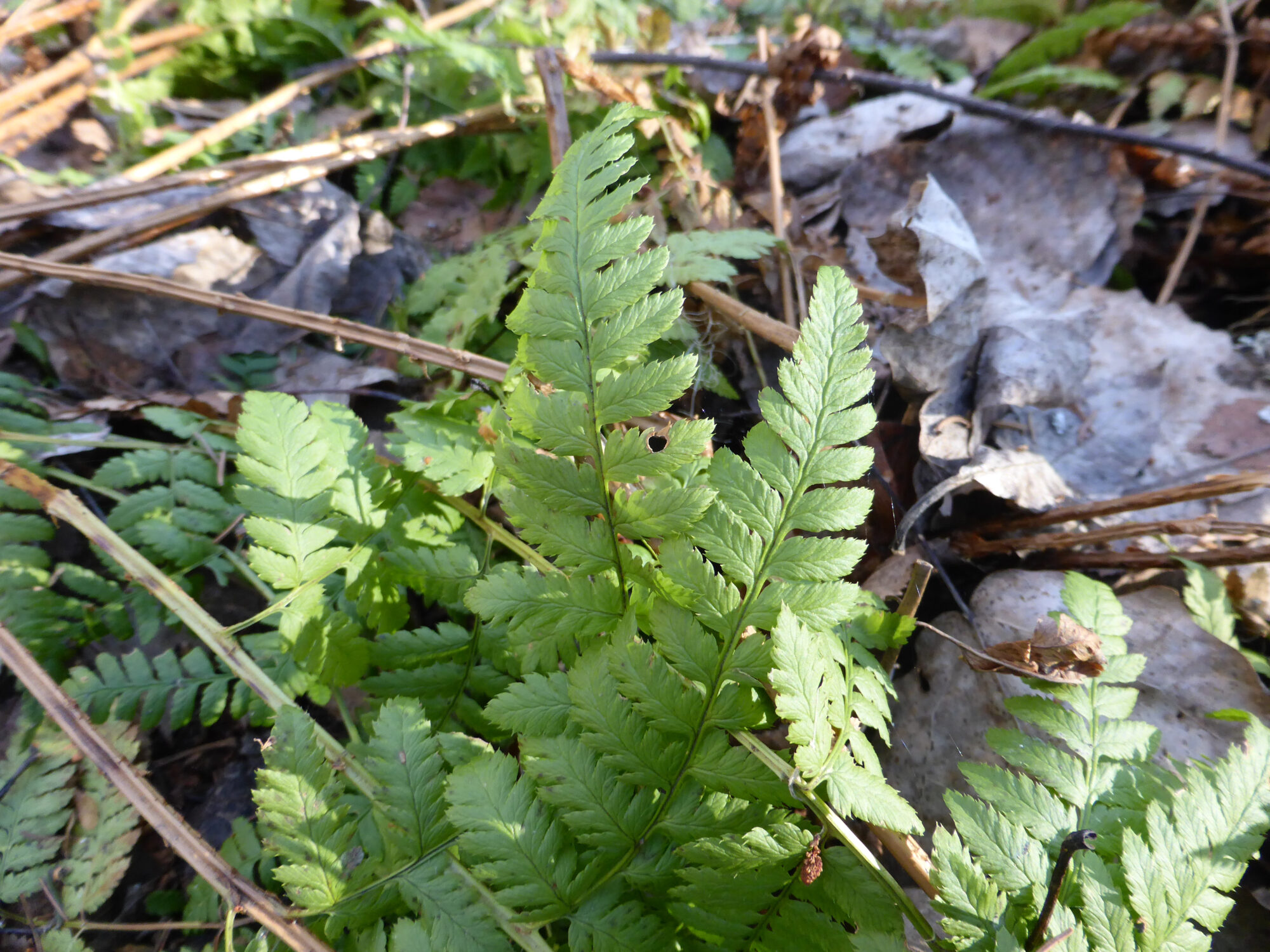 Valokuvaaja: Toni Asikainen