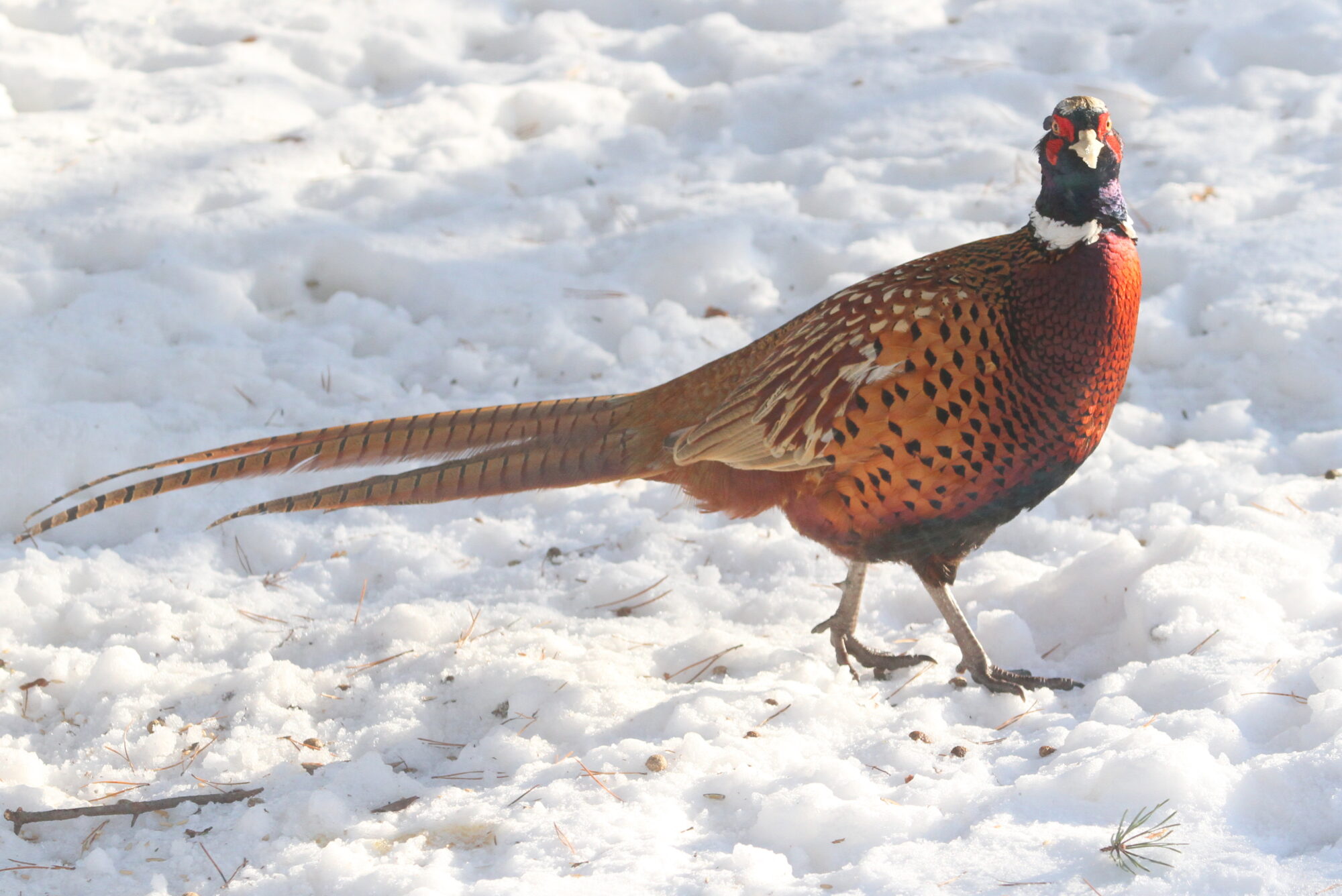 Valokuvaaja: Kaarlo Asikainen