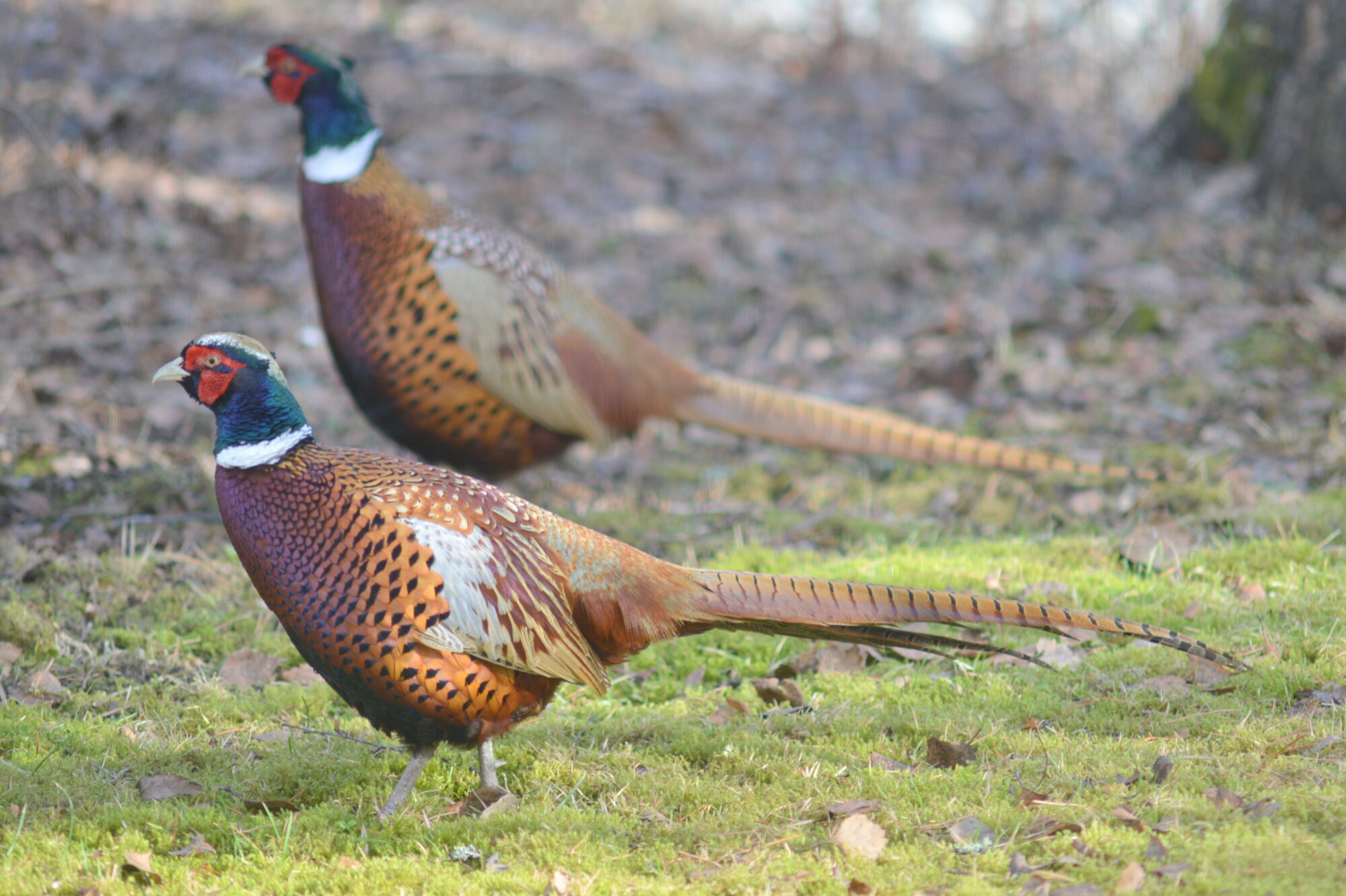 Valokuvaaja: Kaarlo Asikainen