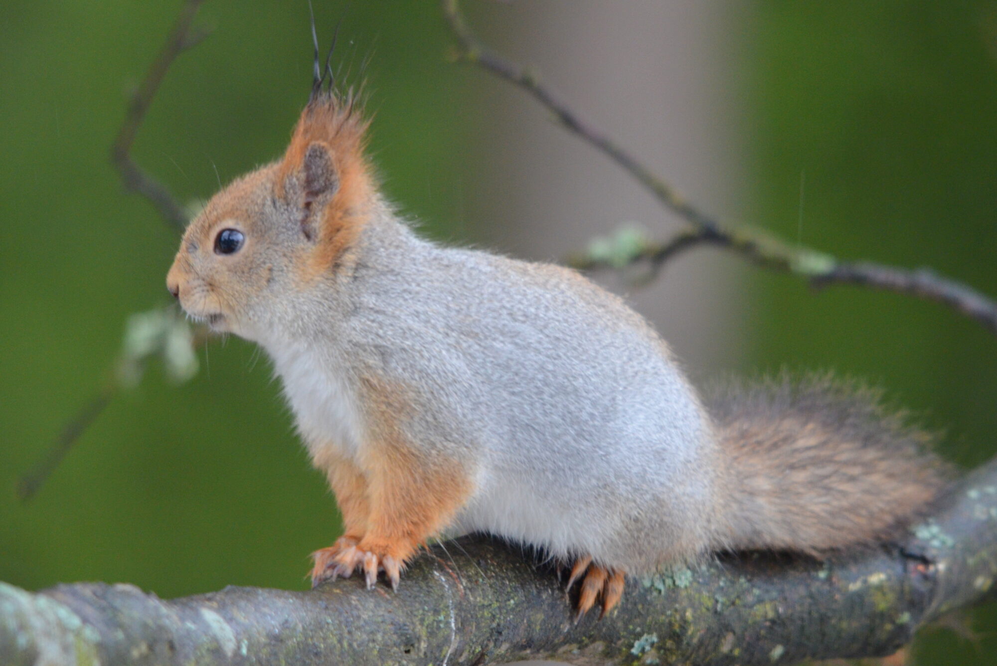 Valokuvaaja: Kaarlo Asikainen