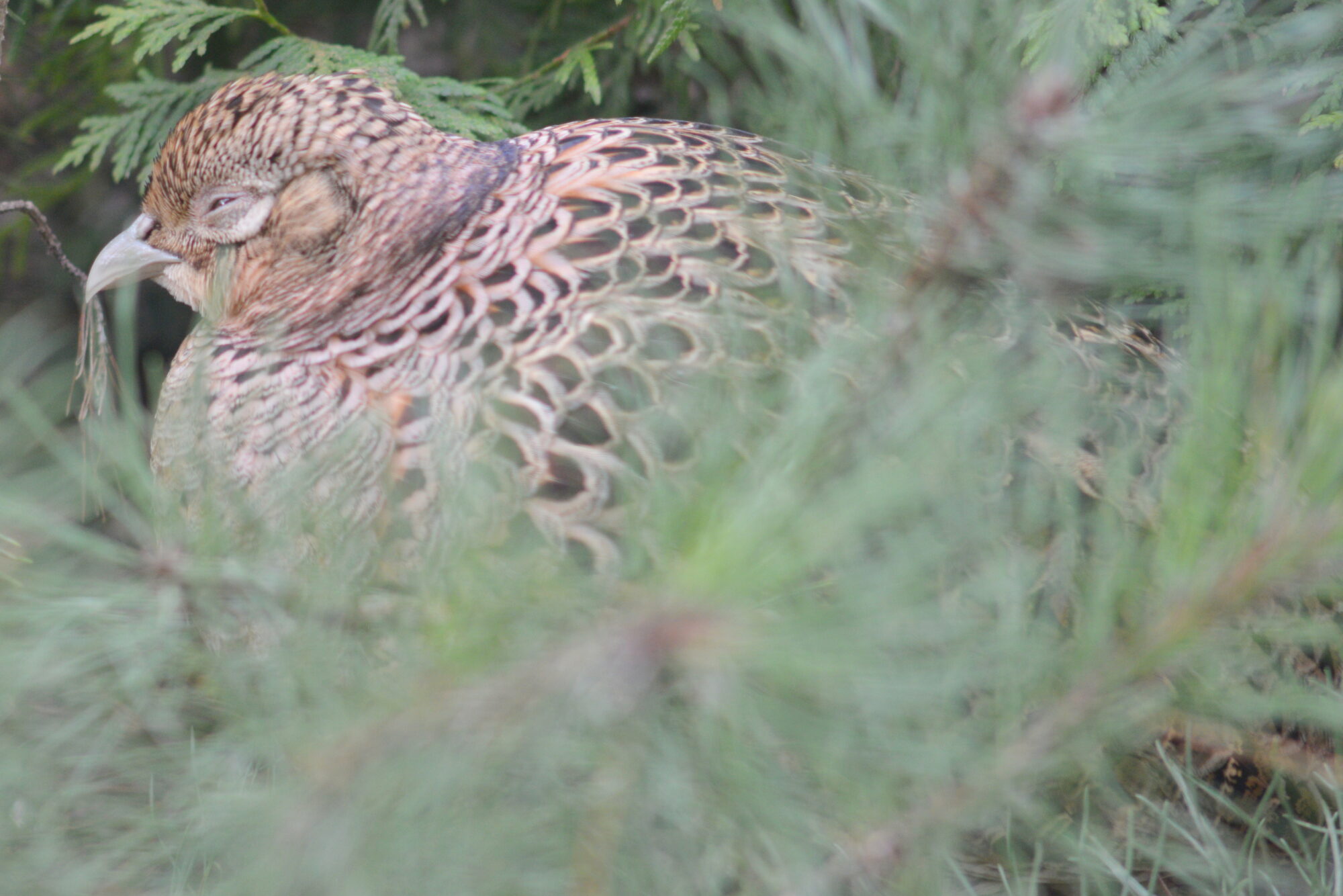 Valokuvaaja: Kaarlo Asikainen