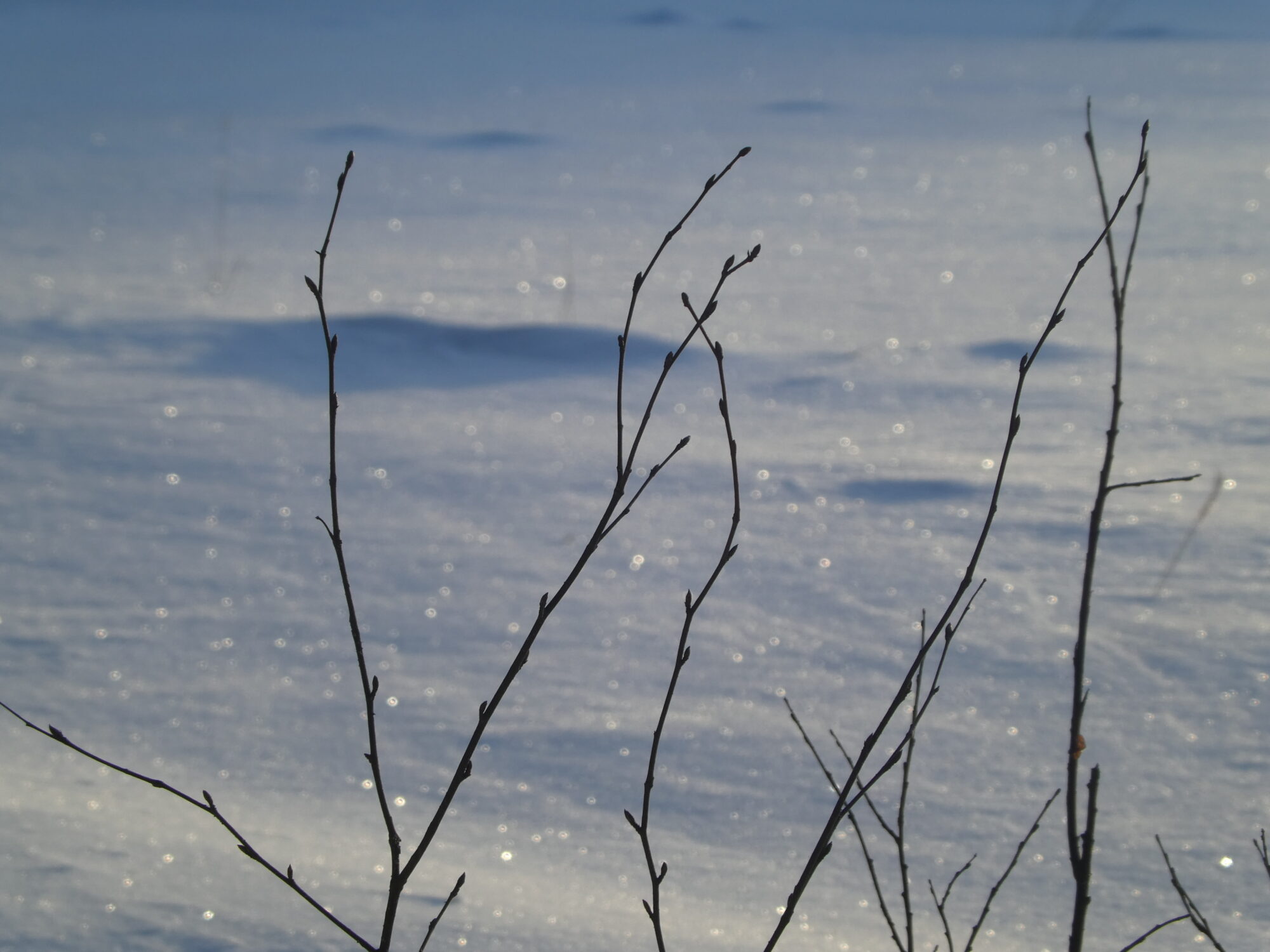 Valokuvaaja: Anja Mustamaa