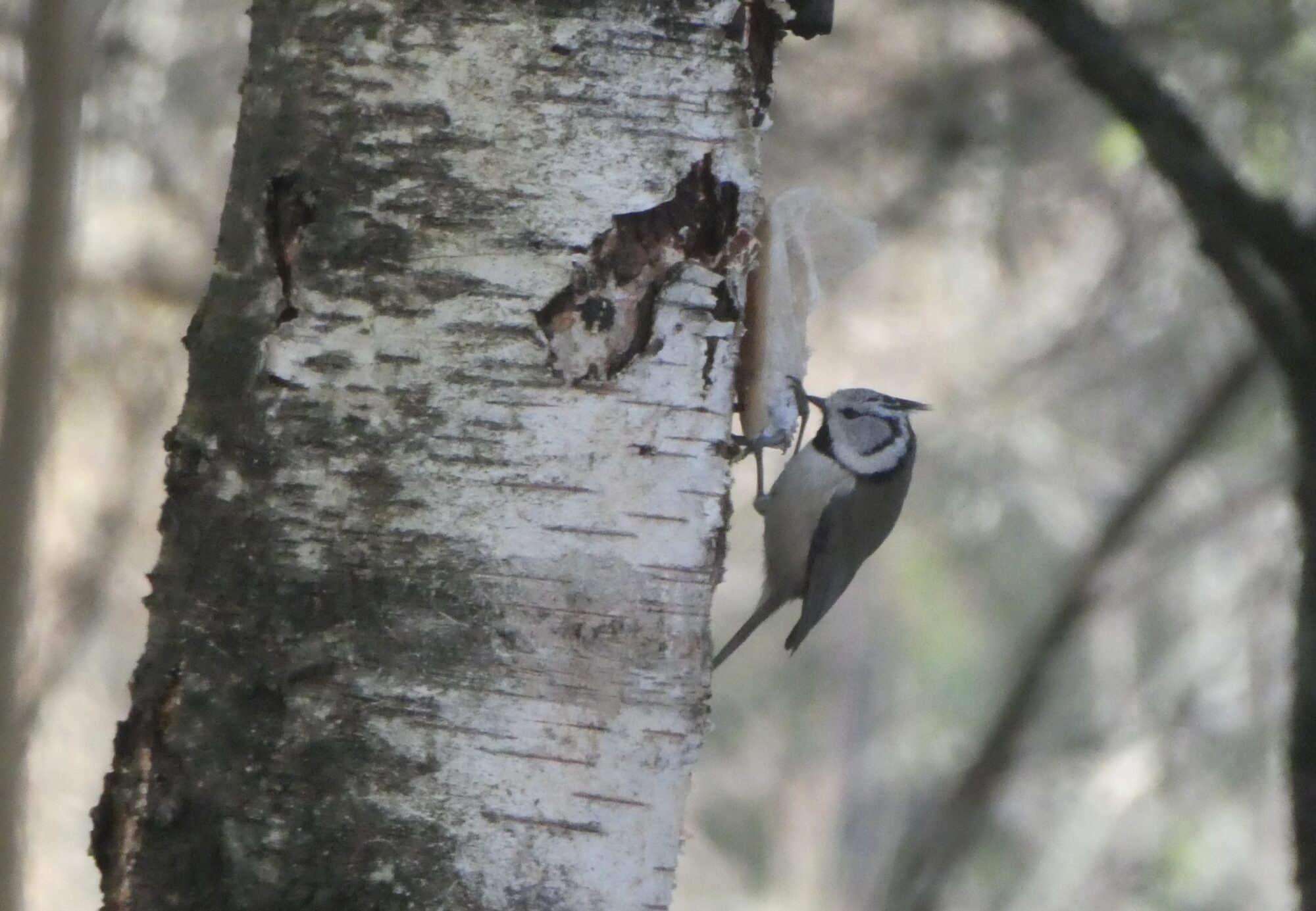 Valokuvaaja: Anja Mustamaa