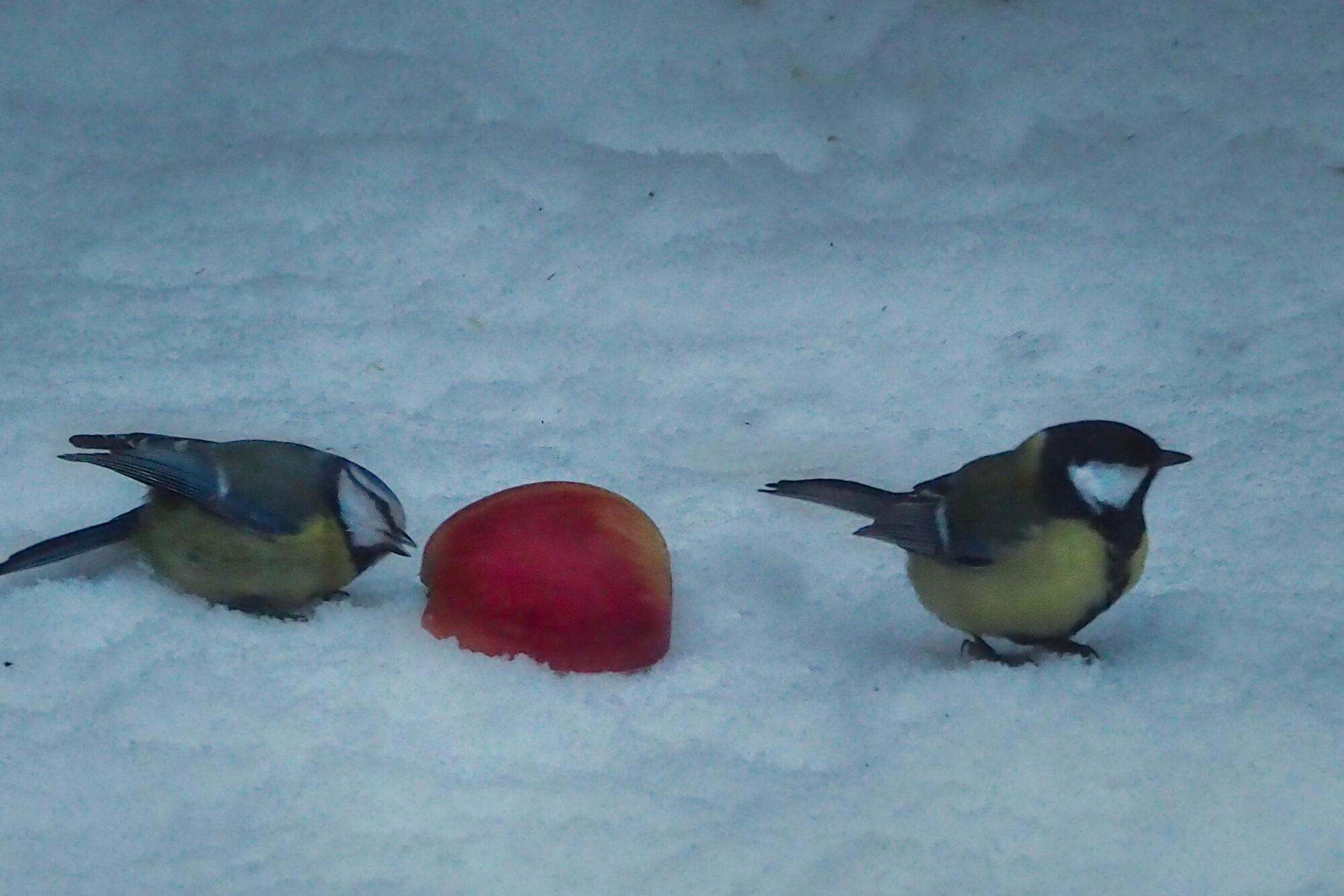Valokuvaaja: Aki Jalava