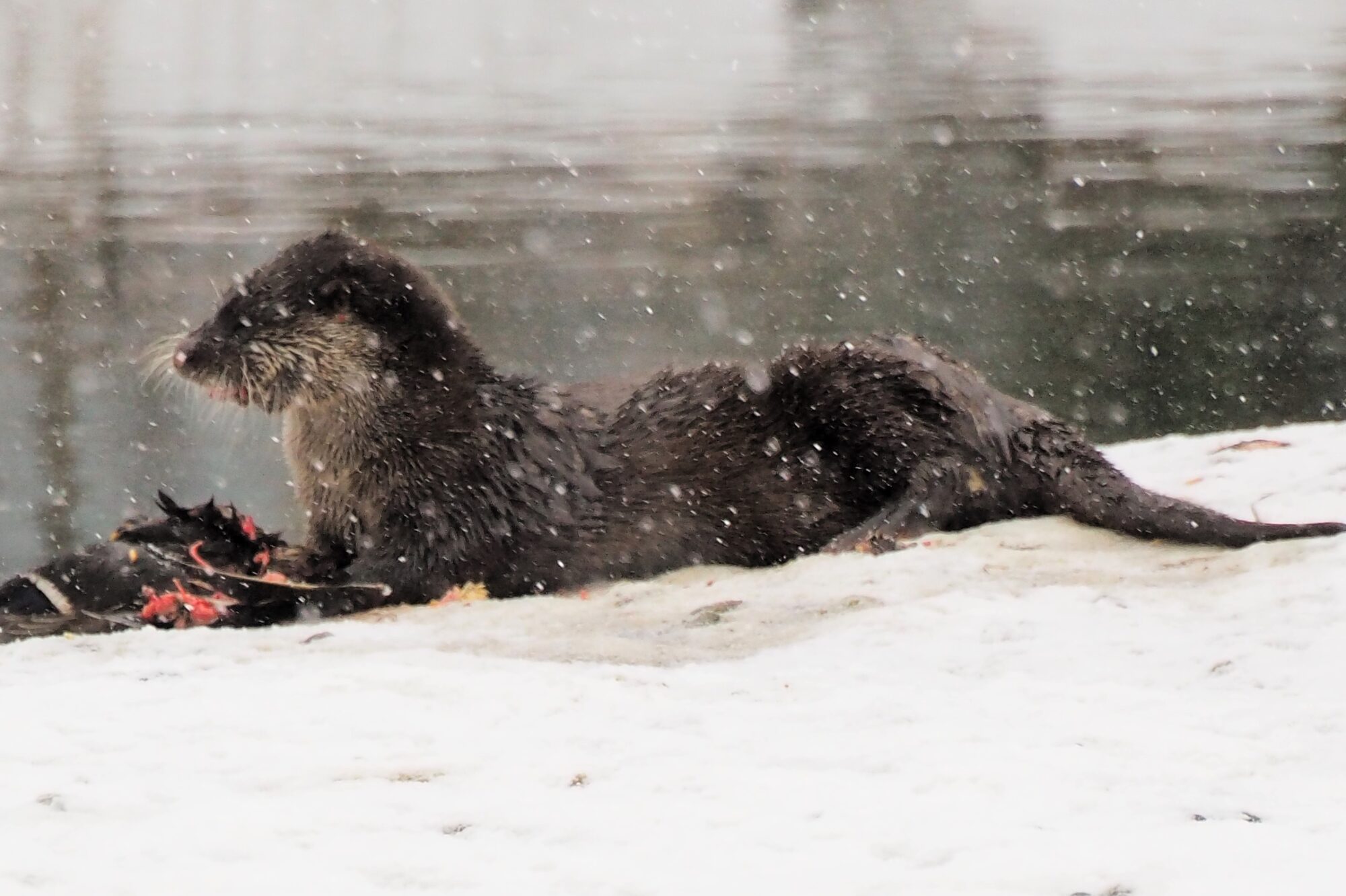 Valokuvaaja: Martti Valtonen