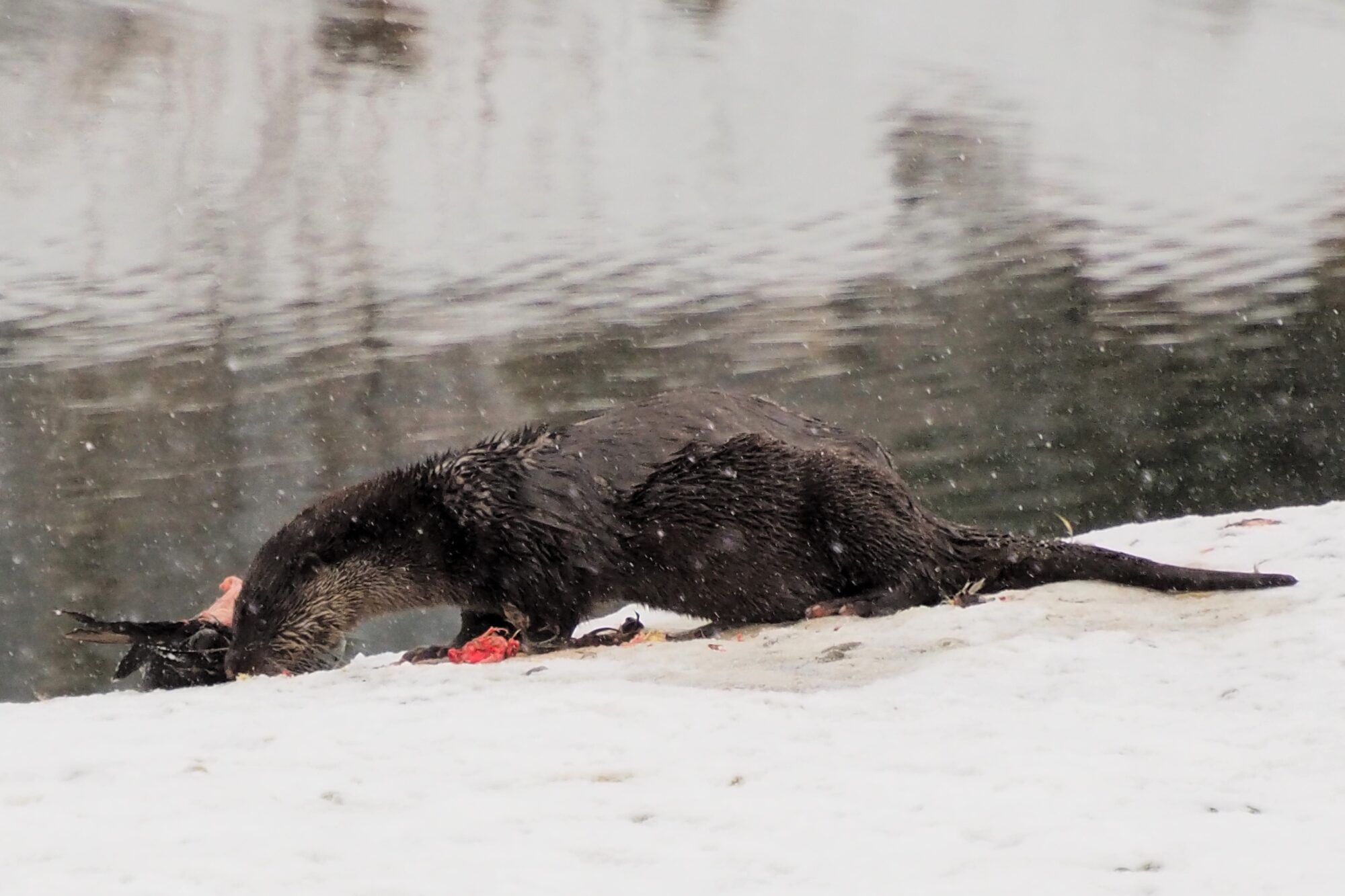 Valokuvaaja: Martti Valtonen