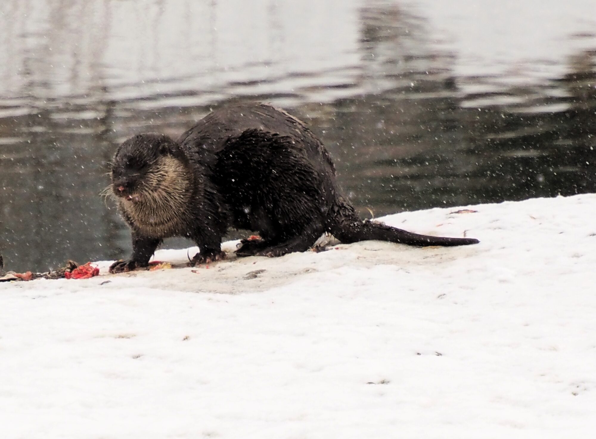 Valokuvaaja: Martti Valtonen