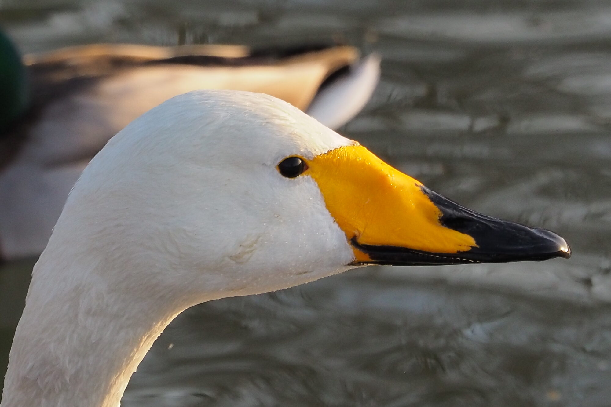 Valokuvaaja: Martti Valtonen