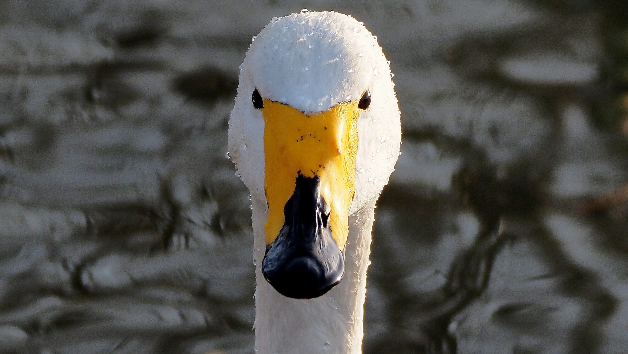 Valokuvaaja: Arja Valtonen