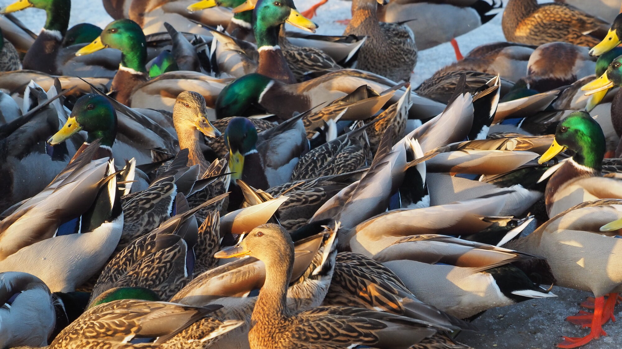 Valokuvaaja: Martti Valtonen