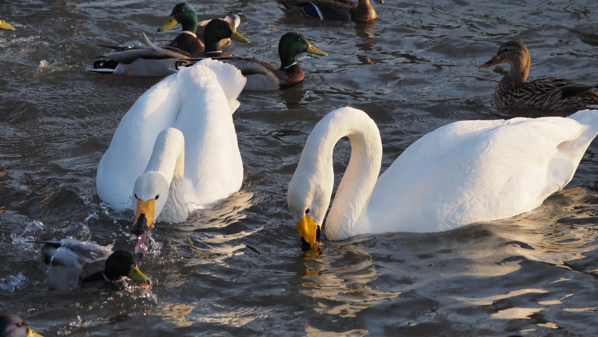 Valokuvaaja: Arja Valtonen