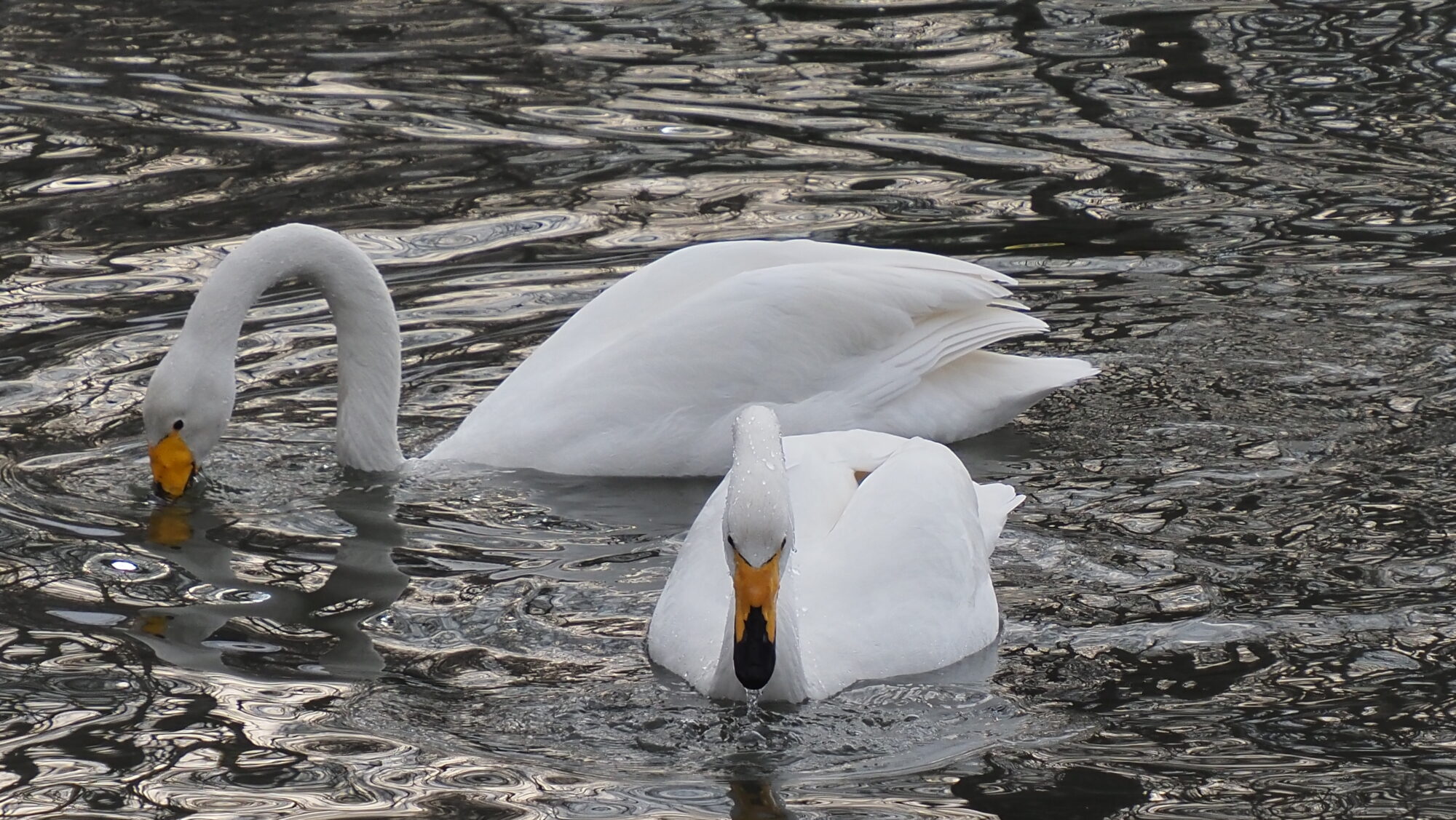 Valokuvaaja: Arja Valtonen