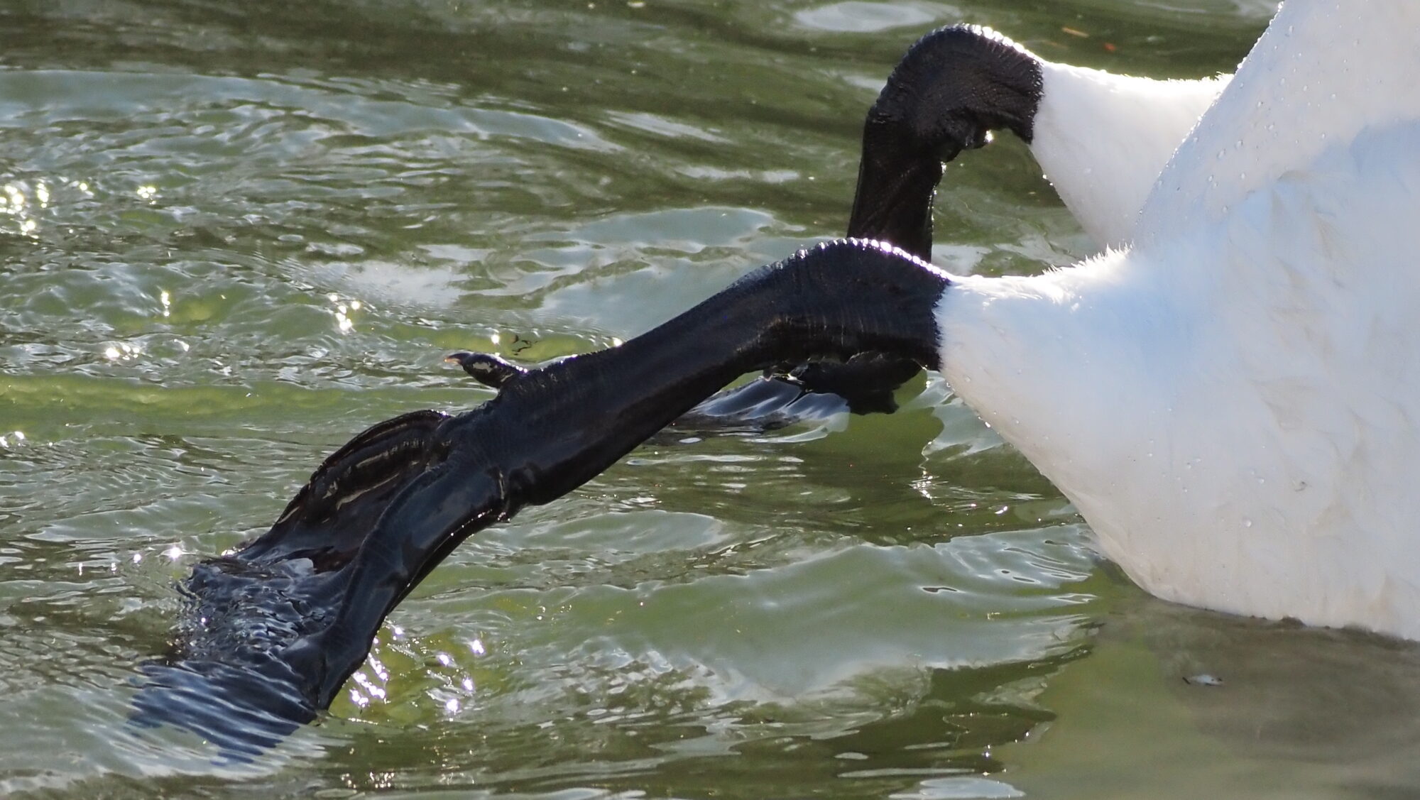 Valokuvaaja: Arja Valtonen