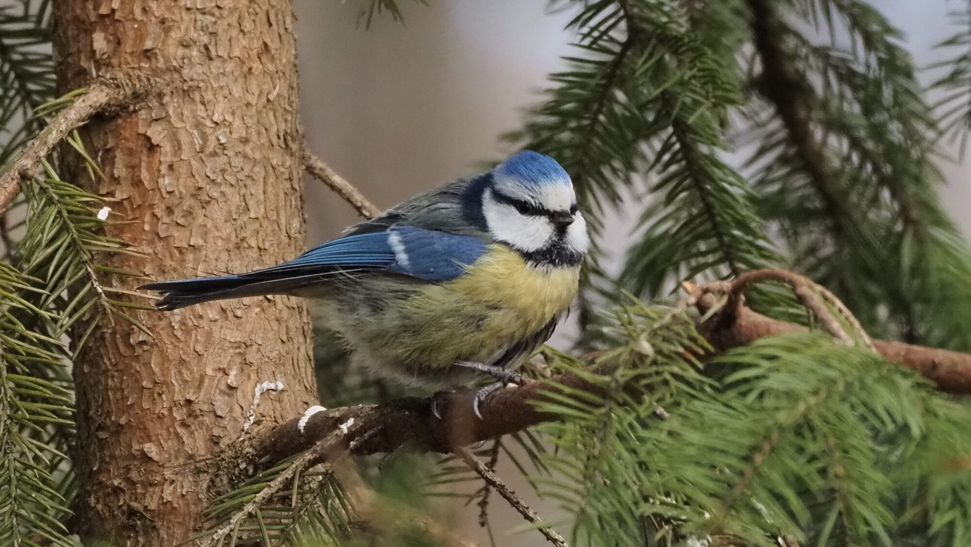 Valokuvaaja: Arja Valtonen