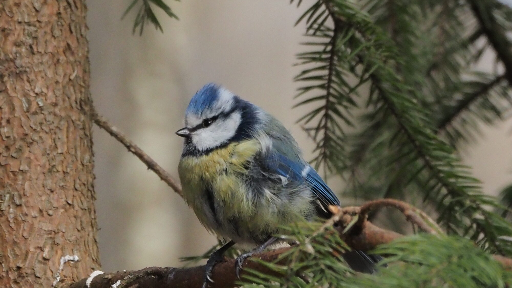 Valokuvaaja: Arja Valtonen