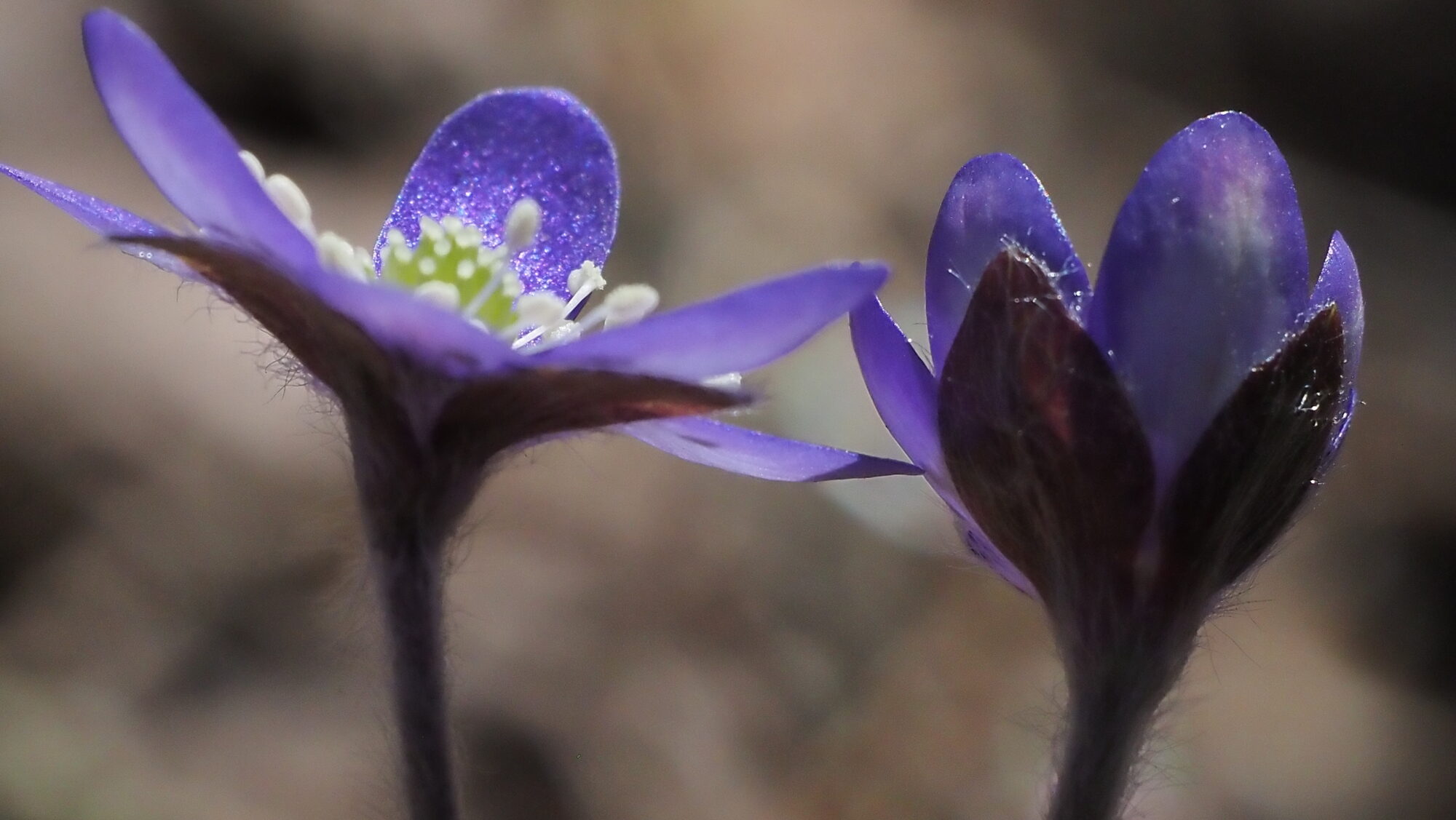 Valokuvaaja: Arja Valtonen