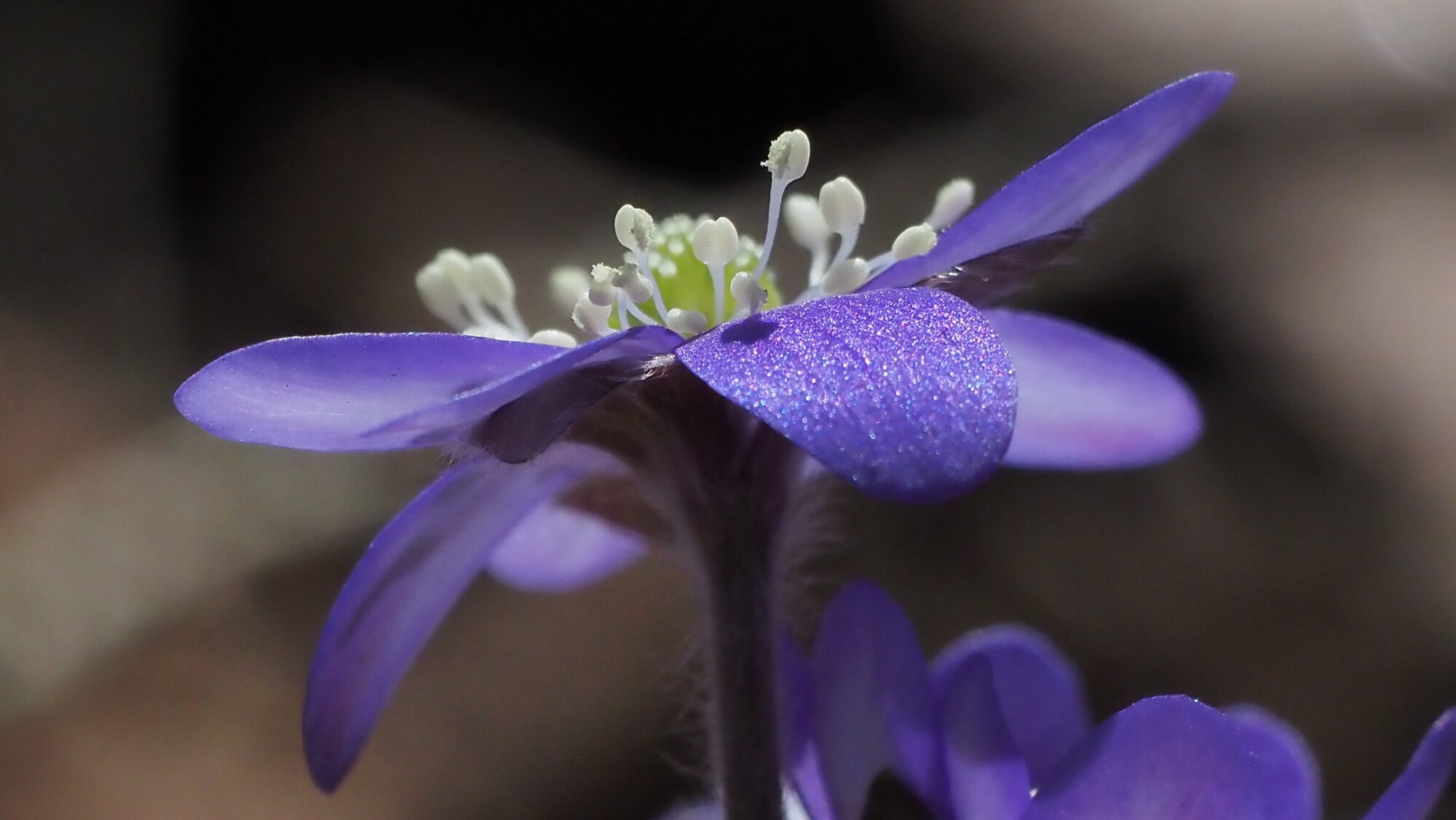 Valokuvaaja: Arja Valtonen