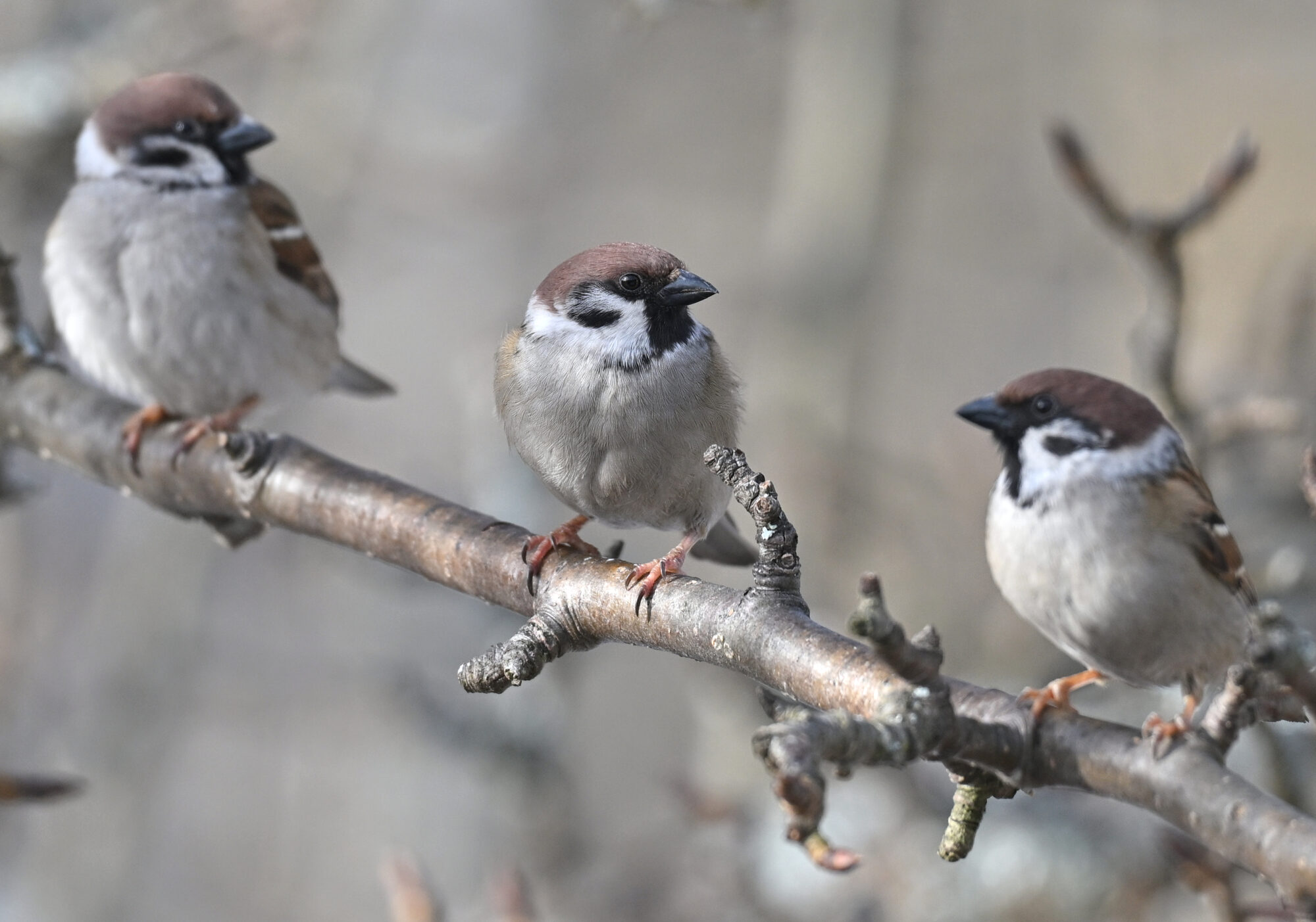 Valokuvaaja: Päivi Kiiskinen-Mustonen