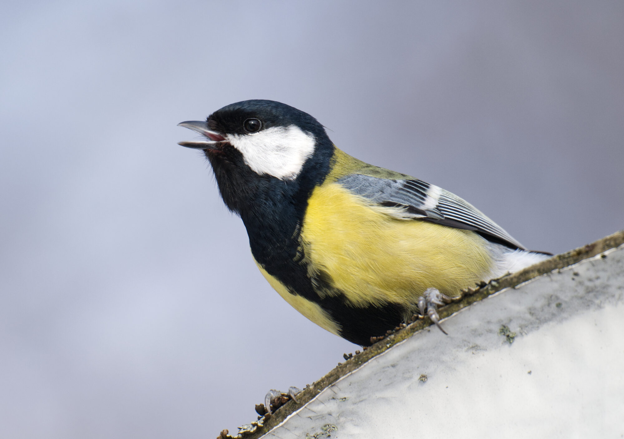Valokuvaaja: Päivi Kiiskinen-Mustonen