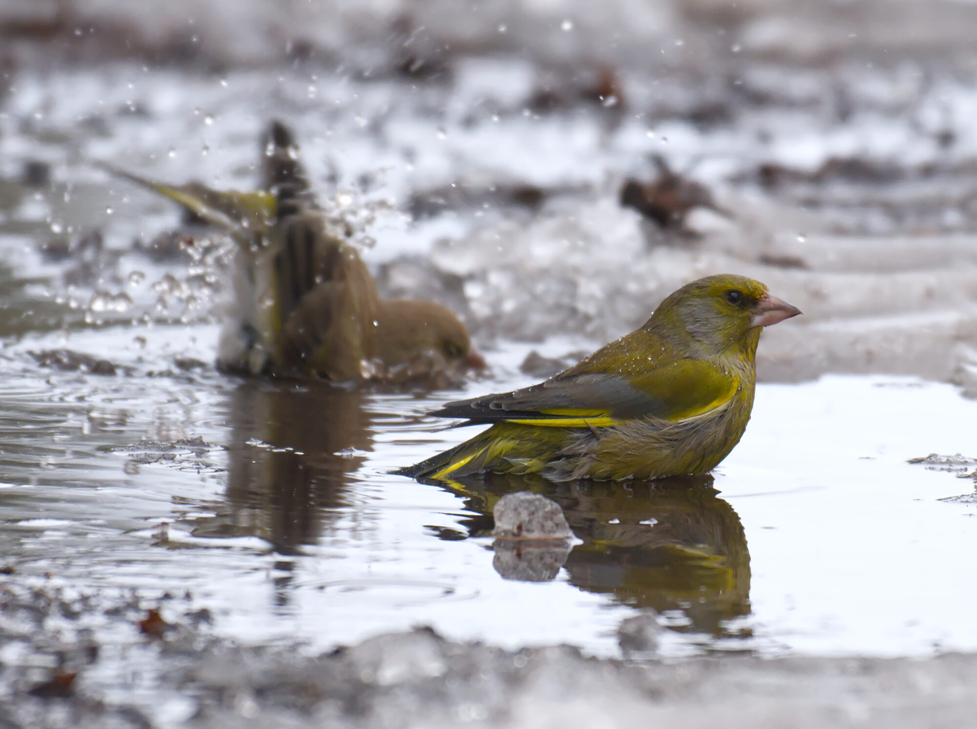 Valokuvaaja: Päivi Kiiskinen-Mustonen