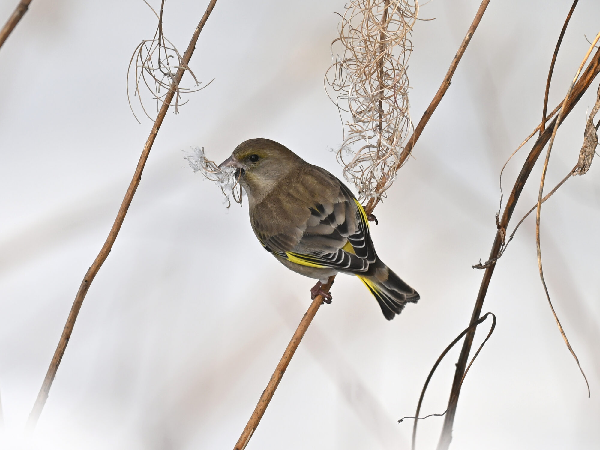 Valokuvaaja: Päivi Kiiskinen-Mustonen