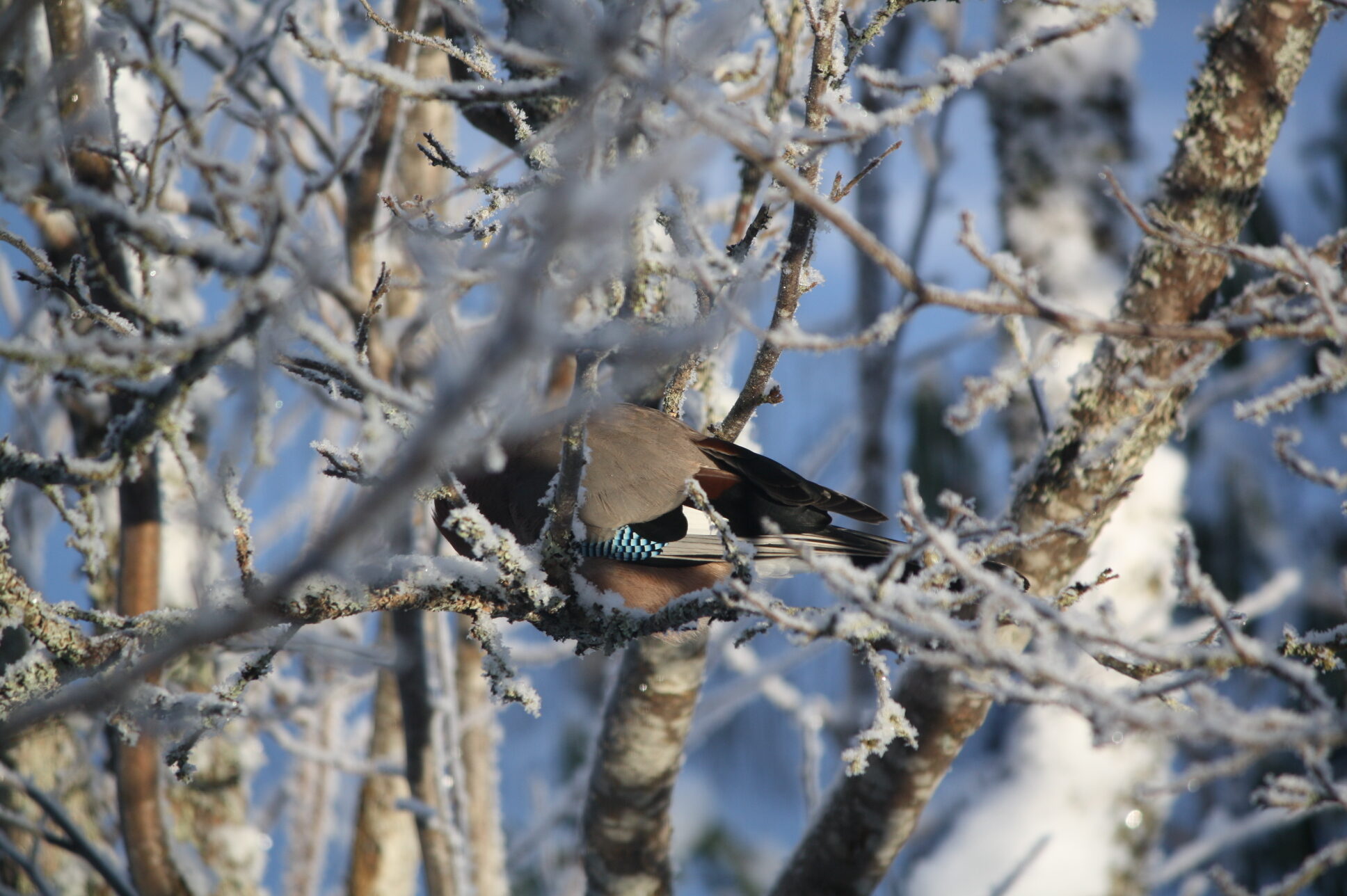 Valokuvaaja: Sanna Niemi