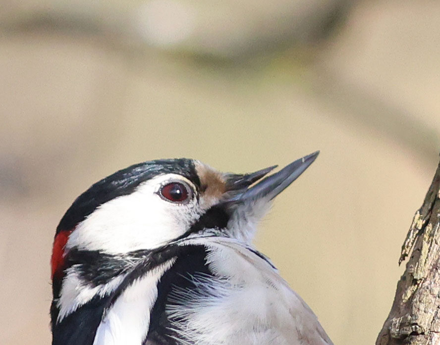 Valokuvaaja: Irma Kortekalio