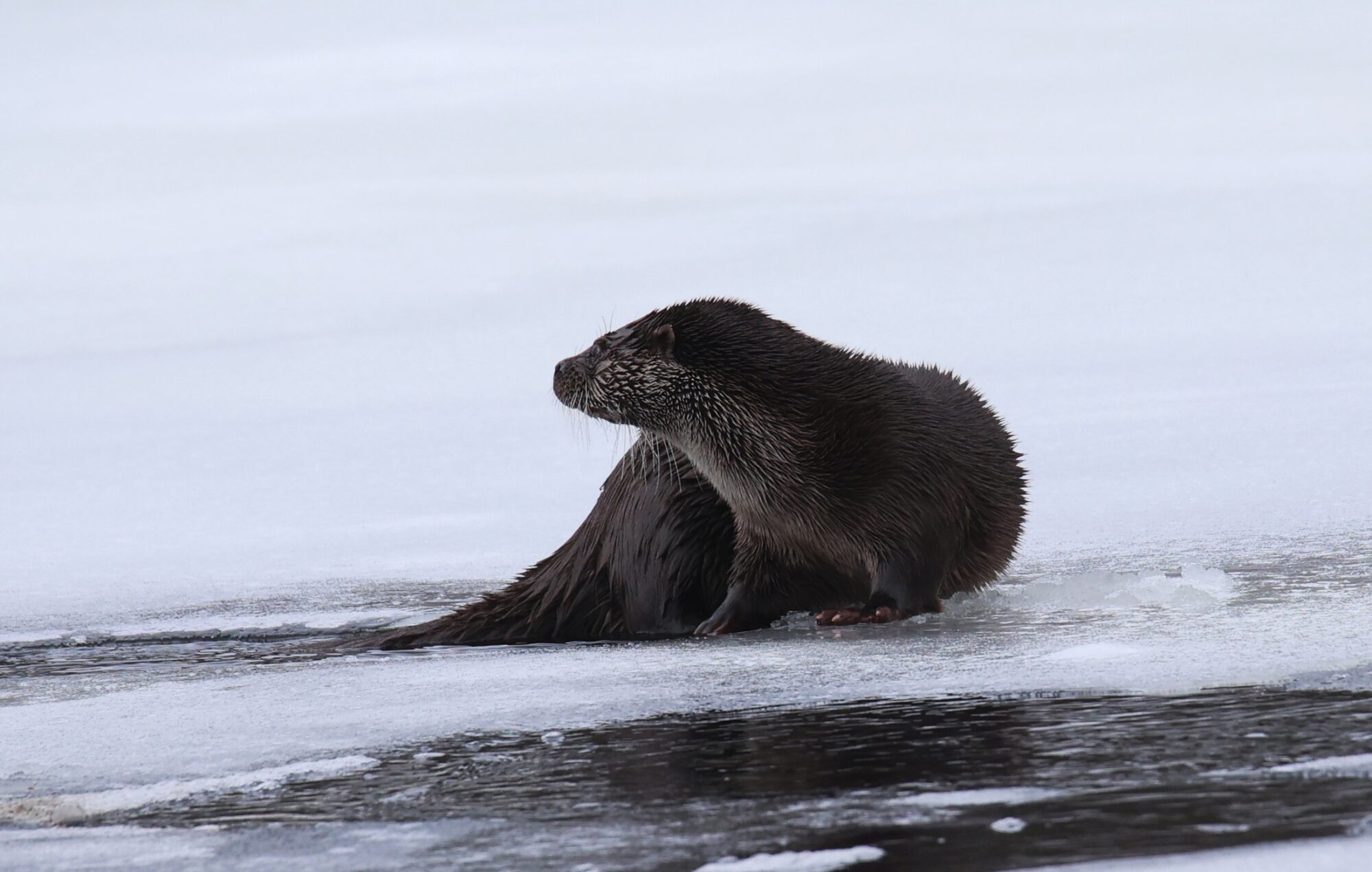 Valokuvaaja: Jaana Saarelainen